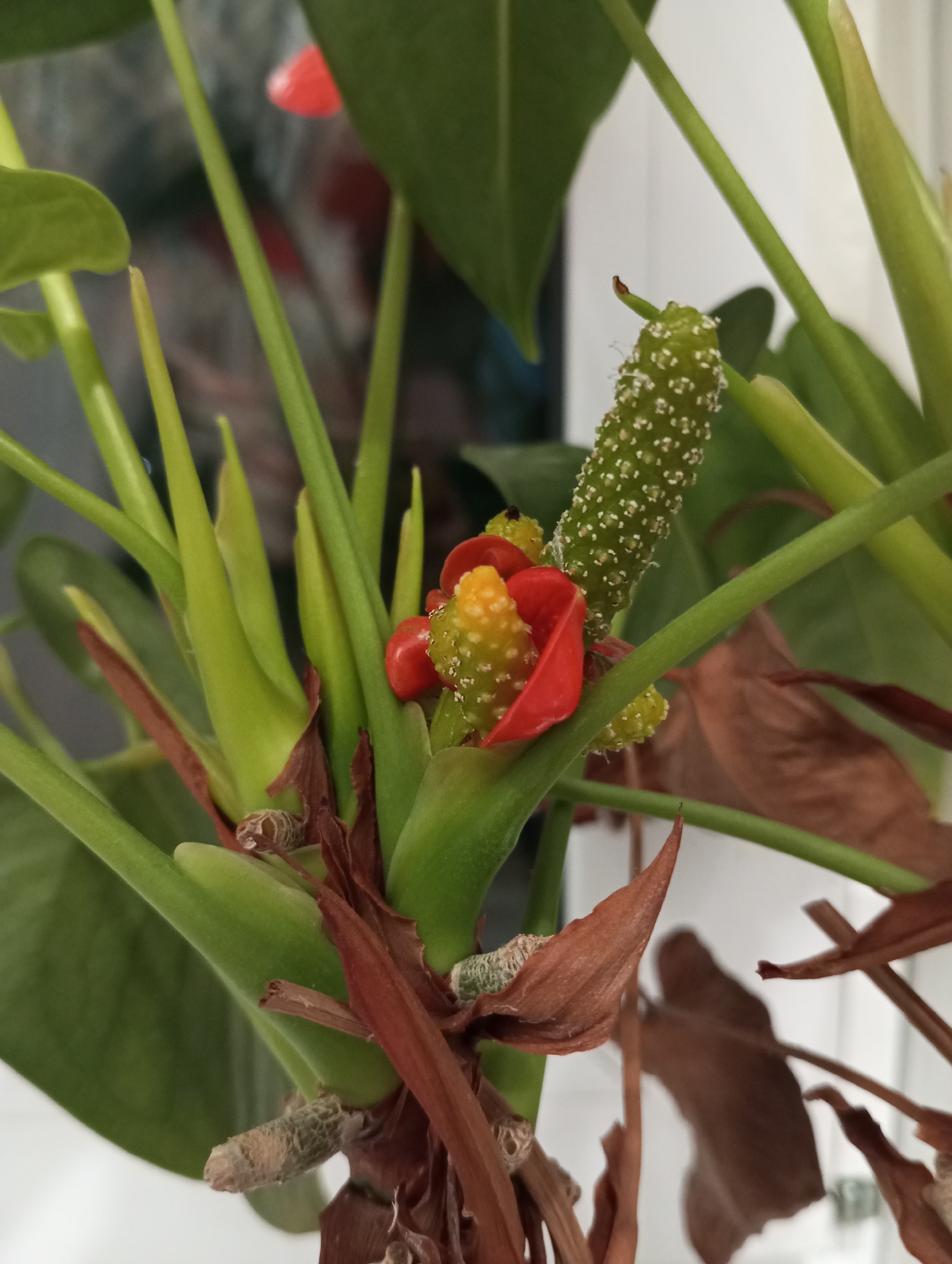 This is a close-up photograph of a plant, likely an Anthurium, with a focus on its flowering parts. The plant has several green stems and leaves, with some dried, brown leaf remnants visible at the base. The central subject is a developing flower spike, which is elongated and green with small white dots, resembling a bumpy texture. Adjacent to this spike are several small, bright red, petal-like structures, and a cluster of yellow-green reproductive parts, some of which are topped with red. The lighting suggests it is indoors, possibly near a window. The background is blurred, showing hints of green foliage and a light-colored wall or surface. The image provides a detailed view of the intricate reproductive structures of the plant. There are no people or any indication of the city of Verkhnyaya Pyshma, Russia.