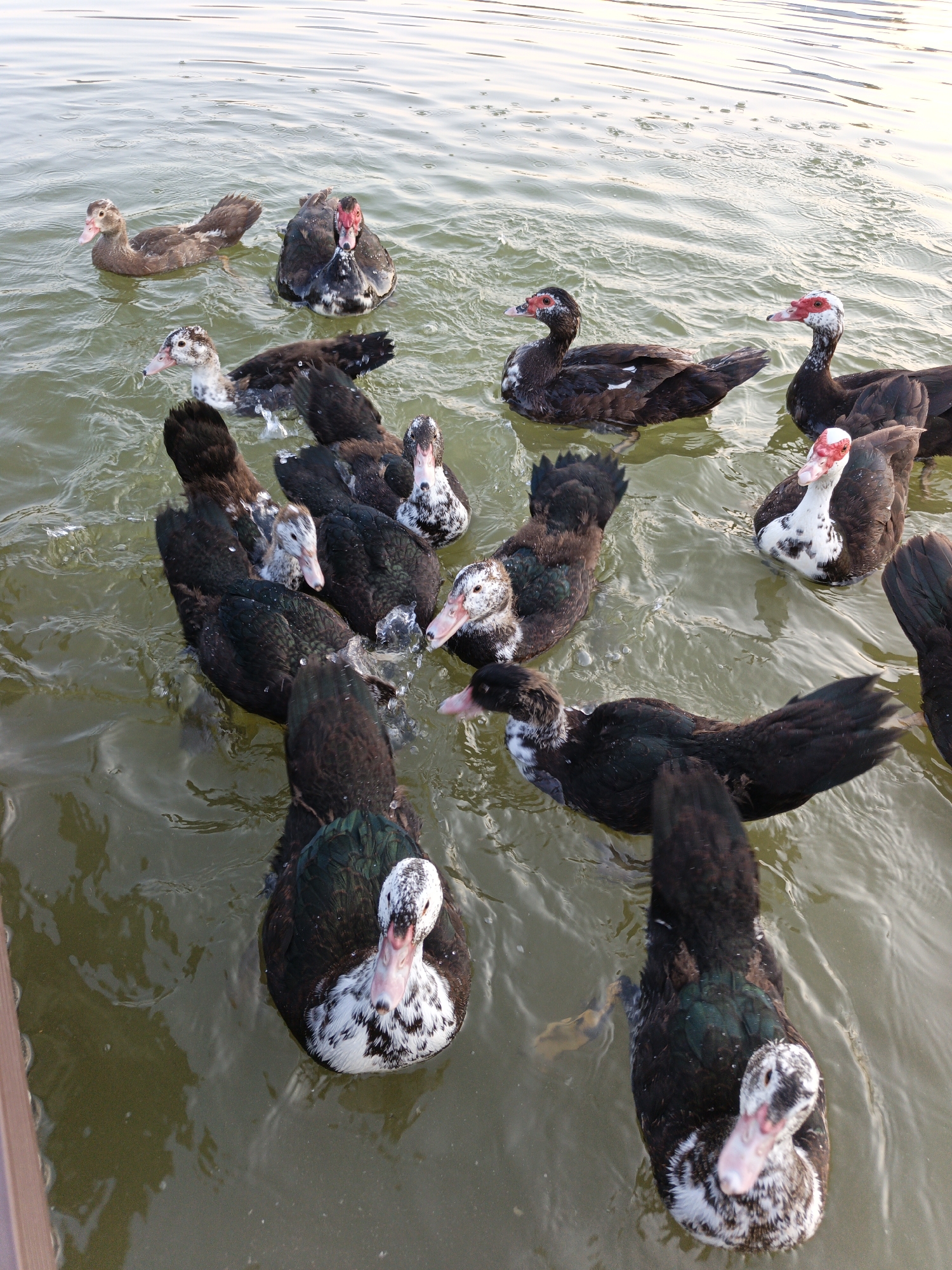 A flock of Muscovy ducks swim in murky green water. The ducks have black, white, and speckled plumage, with some displaying red caruncles around their eyes and bills. The water is slightly choppy, reflecting the overcast sky. A wooden railing is partially visible on the left side of the frame. The scene is likely a pond or lake in Pshada, Russia.