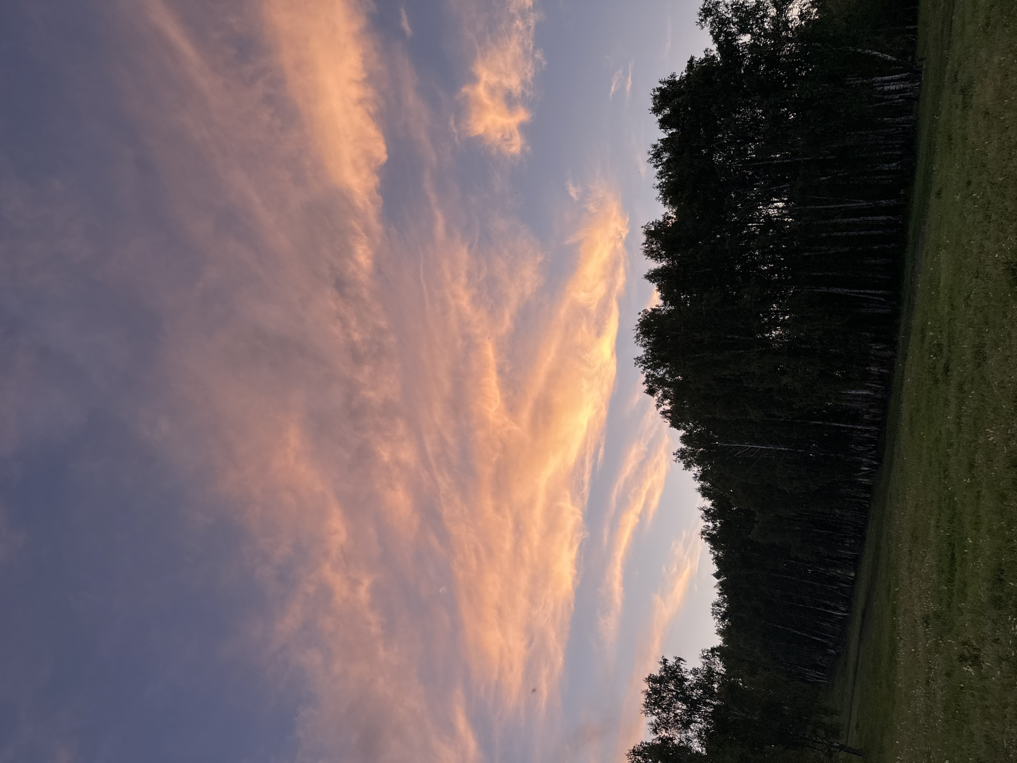 The image depicts a rural landscape at dusk. A dense forest of birch trees forms a dark silhouette across the middle ground, their white trunks visible in places. The ground in front of the forest is a sloping meadow covered in green grass and scattered white wildflowers. The sky above is a gradient of deep blue at the top, transitioning to soft purple and then a band of vibrant orange and pink streaked clouds. The lighting suggests the sun has recently set or is about to rise. There are no people or animals visible in the scene. The location is not specified beyond being an unknown city.