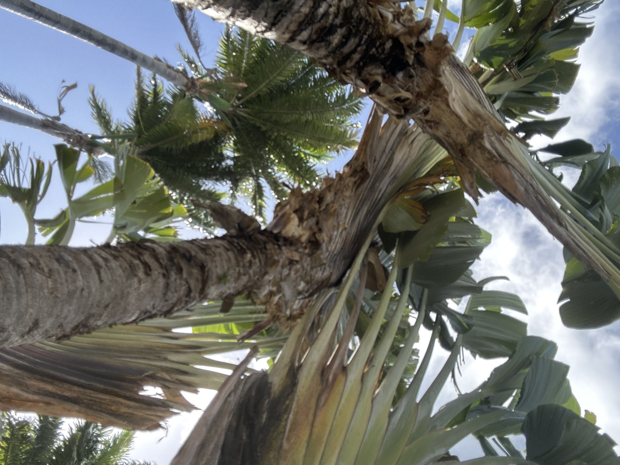 The image is a low-angle shot looking up into a cluster of trees and vegetation. The sky is visible through the branches, with a mix of blue sky and white clouds. A tree trunk with a rough, textured surface stretches diagonally across the frame. Other palm-like trees and plants with large leaves are visible, adding to the dense foliage. The lighting is bright, typical of a daytime shot, with some leaves showing signs of wear or damage. The location is in the city of Unknown, Unknown.
