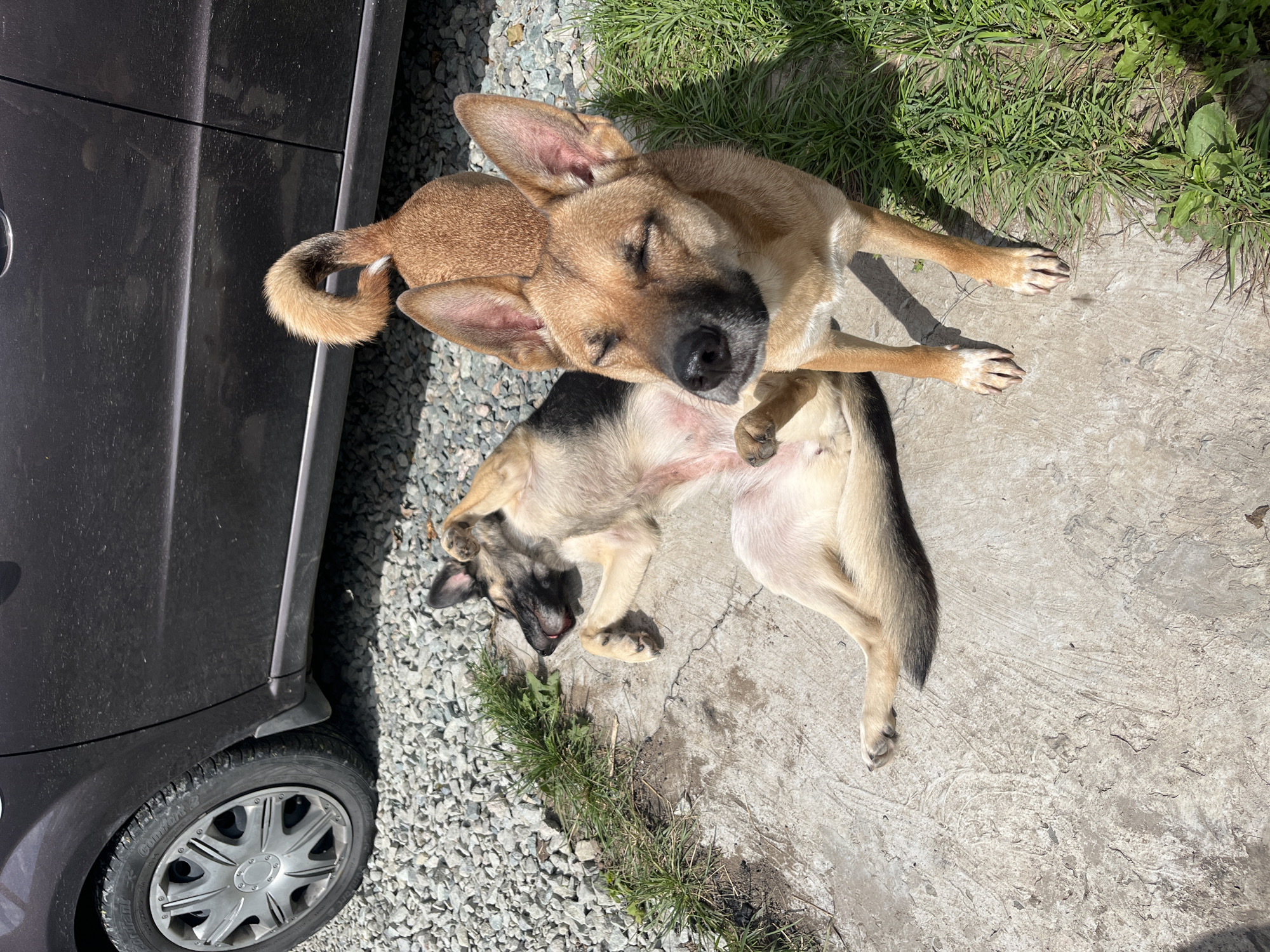 Two dogs are lying on a concrete patch next to a gravel area and grass. One dog, a German Shepherd mix, is lying on its back with its paws in the air. The other dog, a tan colored breed, is sitting with its eyes closed, facing the camera. Behind the dogs is a dark colored car. The scene appears to be in a yard or driveway, possibly in a residential area. The lighting suggests it is daytime, and there are shadows cast by the dogs and car. The environment suggests an outdoor setting in a relatively urban or suburban area.