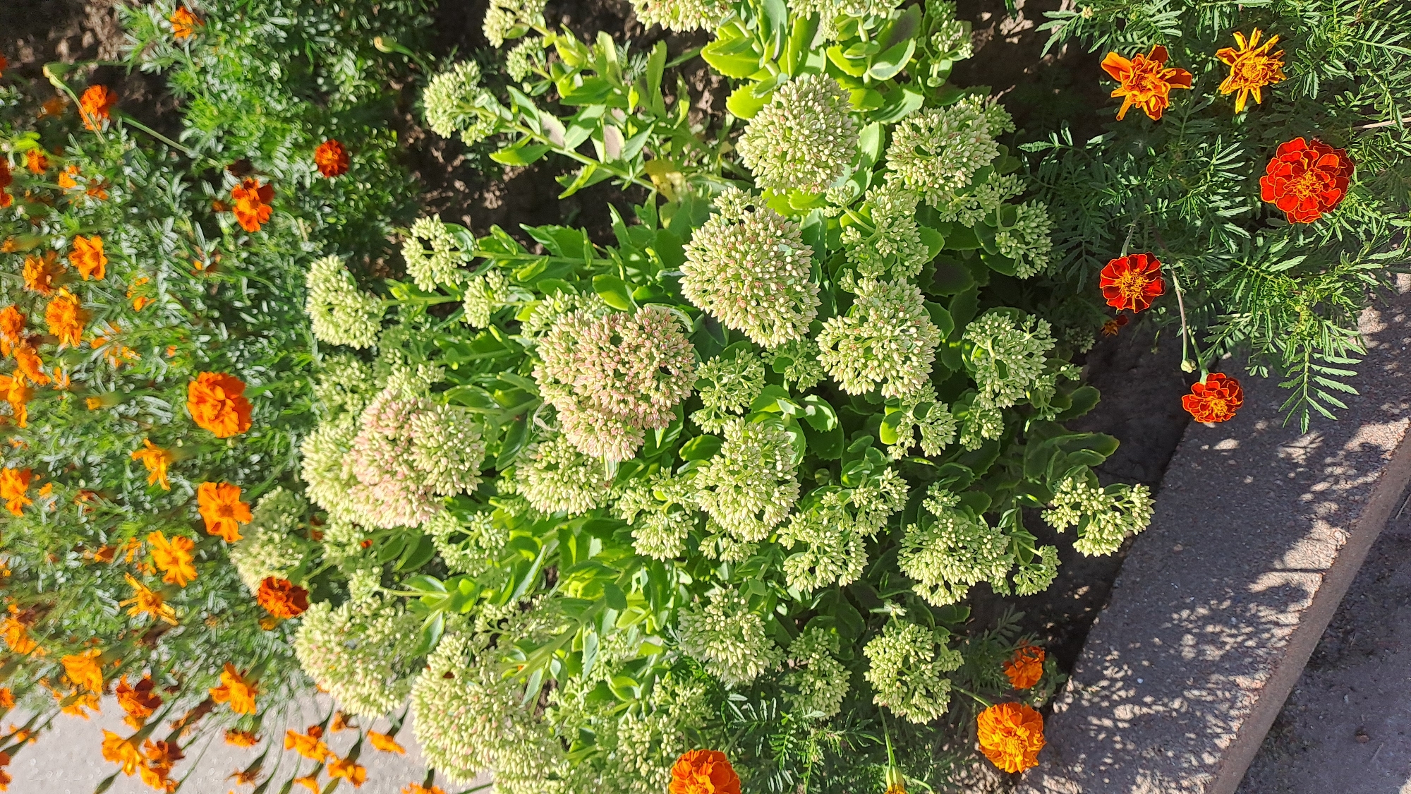The image shows a close-up, high-angle shot of a garden bed in Kolomyia, Ukraine. The garden features a mix of flowering plants. In the foreground and around the edges, there are vibrant orange and red marigolds with fringed petals. Behind the marigolds, a large cluster of Sedum flowers, also known as stonecrop, is prominent. These Sedum flowers are in their early blooming stage, appearing as tightly packed clusters of small, pale green buds, with some clusters showing a hint of pink. The green foliage of the Sedum plant is dense and succulent. The garden bed appears to be bordered by a dark gray concrete curb, with shadows of foliage cast across it. The ground behind the flowers is dark soil. The scene is well-lit by sunlight, creating bright highlights and defined shadows. There are no people or animals visible in the image.