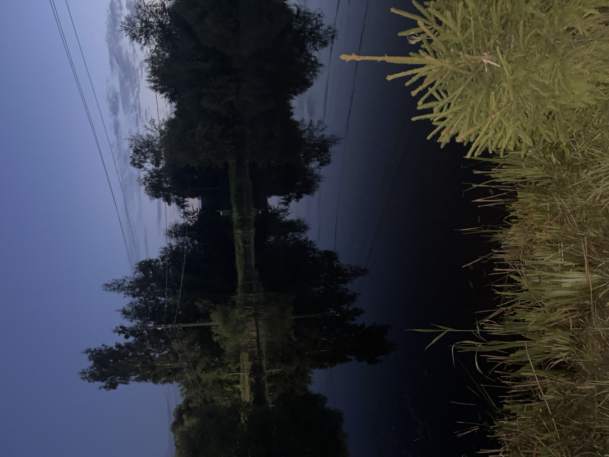 This image depicts a still body of water reflecting the dark silhouettes of trees and utility lines against a twilight sky. The foreground features tall grasses and a small evergreen sapling. The scene appears to be located in a natural or semi-natural environment, possibly a park or rural area. There are no people or animals visible. The lighting suggests it is dusk or early evening. The location in Vladimirovka, Russia, implies a temperate climate, consistent with the vegetation shown.