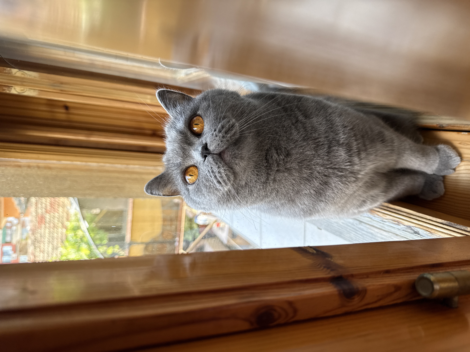 A close-up, low-angle shot features a grey British Shorthair cat with striking orange eyes looking upwards. The cat is positioned on a wooden windowsill, framed by wooden window elements. Through the window, a blurred view of buildings with red-tiled roofs and greenery suggests an urban or suburban environment. The lighting indicates it is daytime. The image appears to be taken in a residential setting in the city of Targovishte, Bulgaria.