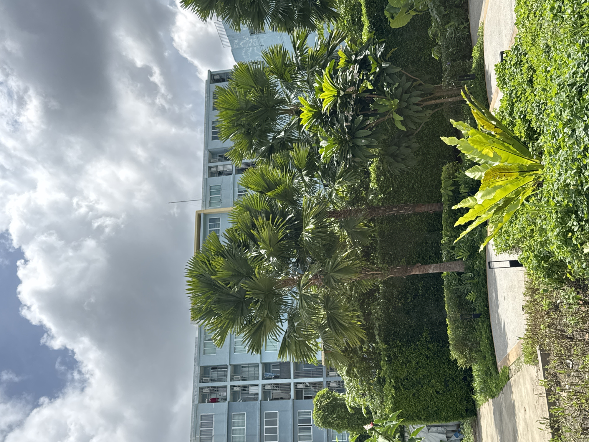 A low-angle, full shot captures a courtyard area with lush green vegetation and a tall, light-blue apartment building in the background. The building is several stories high with numerous windows and balconies, and the sky above is partially obscured by large, white, puffy clouds. In the foreground, a pathway curves through a variety of plants, including tall palm trees, a large bird's nest fern, and manicured hedges. A few small, dark outdoor lamps are visible along the pathway. The scene suggests a residential area in Kathu, Thailand, characterized by tropical foliage and modern architecture.