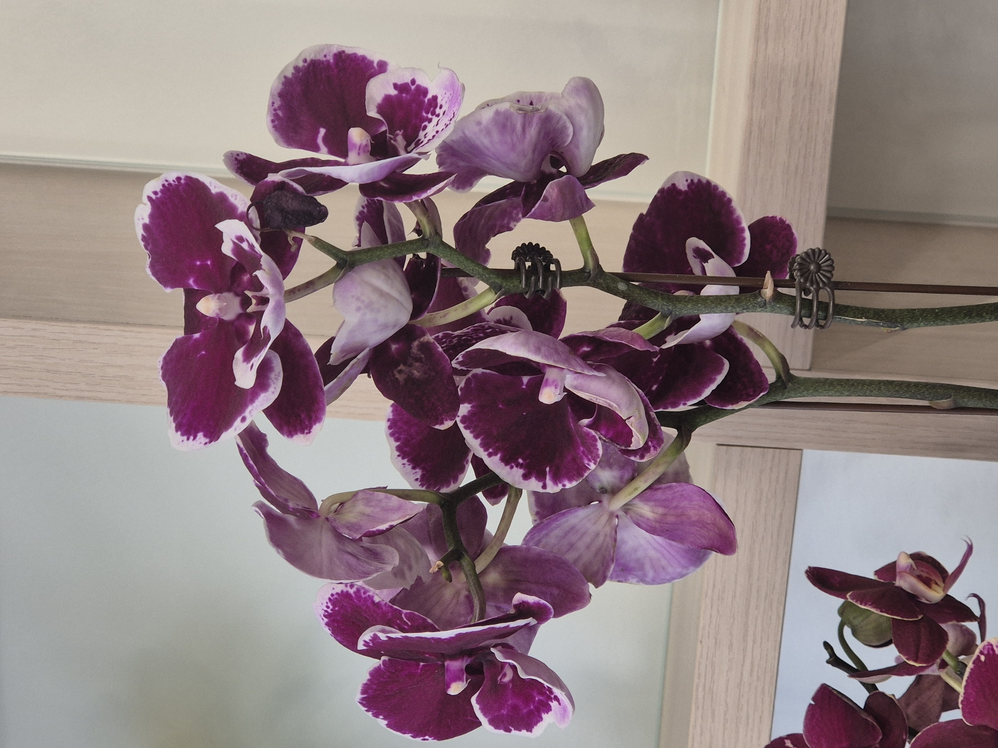 The image shows a close-up of a cluster of Phalaenopsis orchids with deep purple and white petals. The orchids are arranged on green stems, supported by metal clips. In the background, a light-colored wooden frame and a light-colored wall are visible. A reflection of more orchids can be seen in a surface in the lower left of the image. There is no indication of the location being Kokshetau, Kazakhstan.
