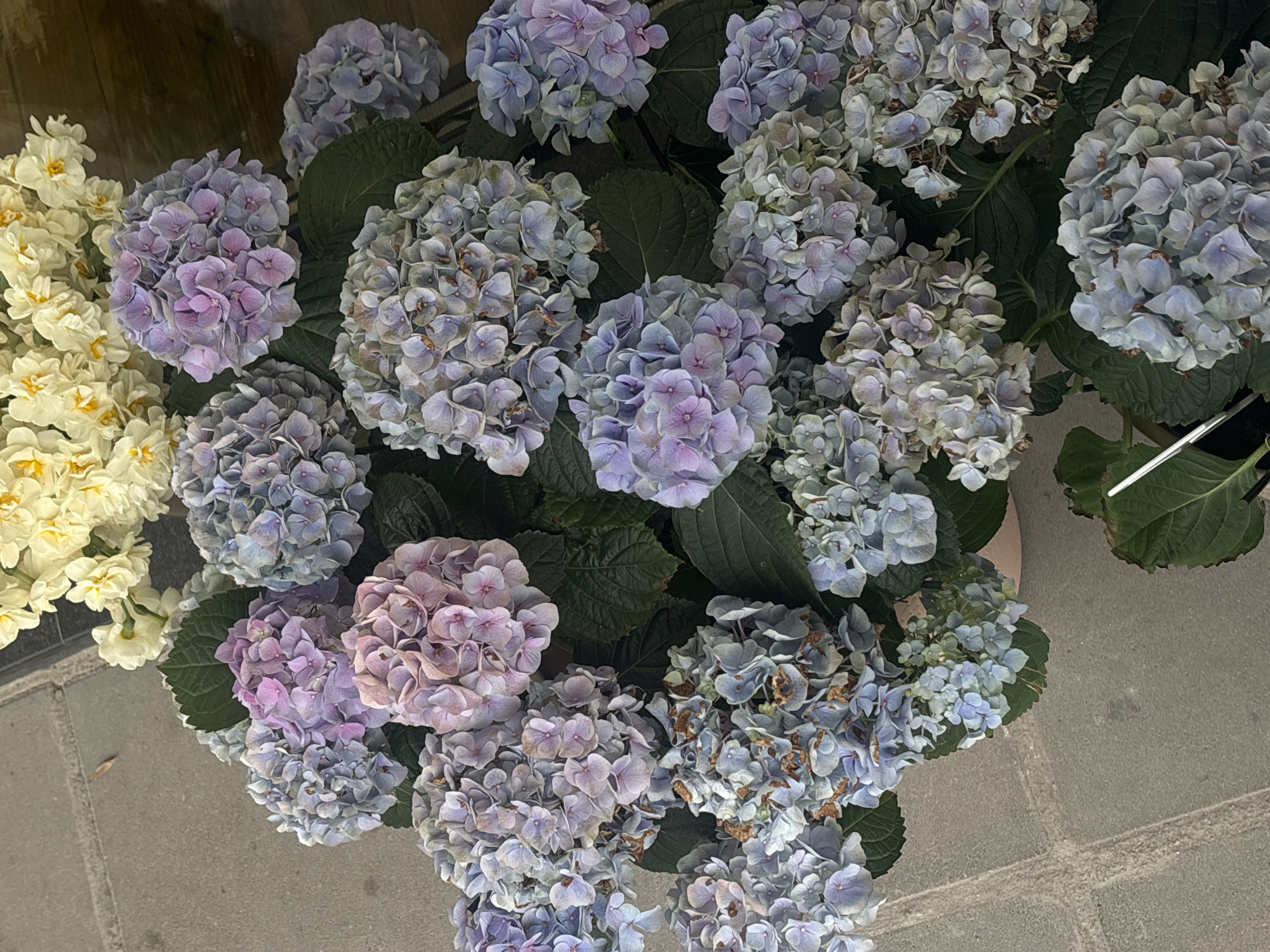 This high-angle, close-up image showcases a lush display of flowering plants, dominated by numerous hydrangea bushes. The hydrangeas feature large, dense clusters of blossoms in varying shades of blue, lavender, soft purple, and pale pink, creating a rich tapestry of color across the frame. Dark green, broad leaves are visible throughout, providing a natural contrast and depth to the vibrant blooms.
To the left, a vibrant mass of white and pale yellow flowers, resembling narcissus, adds another element to the floral arrangement. These flowers appear fresh and abundant, standing out against the more muted, pastel tones of the hydrangeas.
The setting appears to be outdoors, with bright, natural daylight illuminating the scene. The bottom and left edge of the image reveal grey, square-tiled pavement, suggesting the plants are likely arranged in pots on a sidewalk, patio, or similar outdoor area. There are no people or discernible activities taking place; the image captures a static display of flora.
Notable details include the slight wilting and browning on some of the hydrangea florets, particularly in the lower right clusters, indicating the natural progression of their bloom cycle. The overall impression is one of natural beauty and abundance. No visible text is present in the image. The scene suggests a tranquil moment in an urban or semi-urban outdoor environment, such as Varna, Bulgaria.