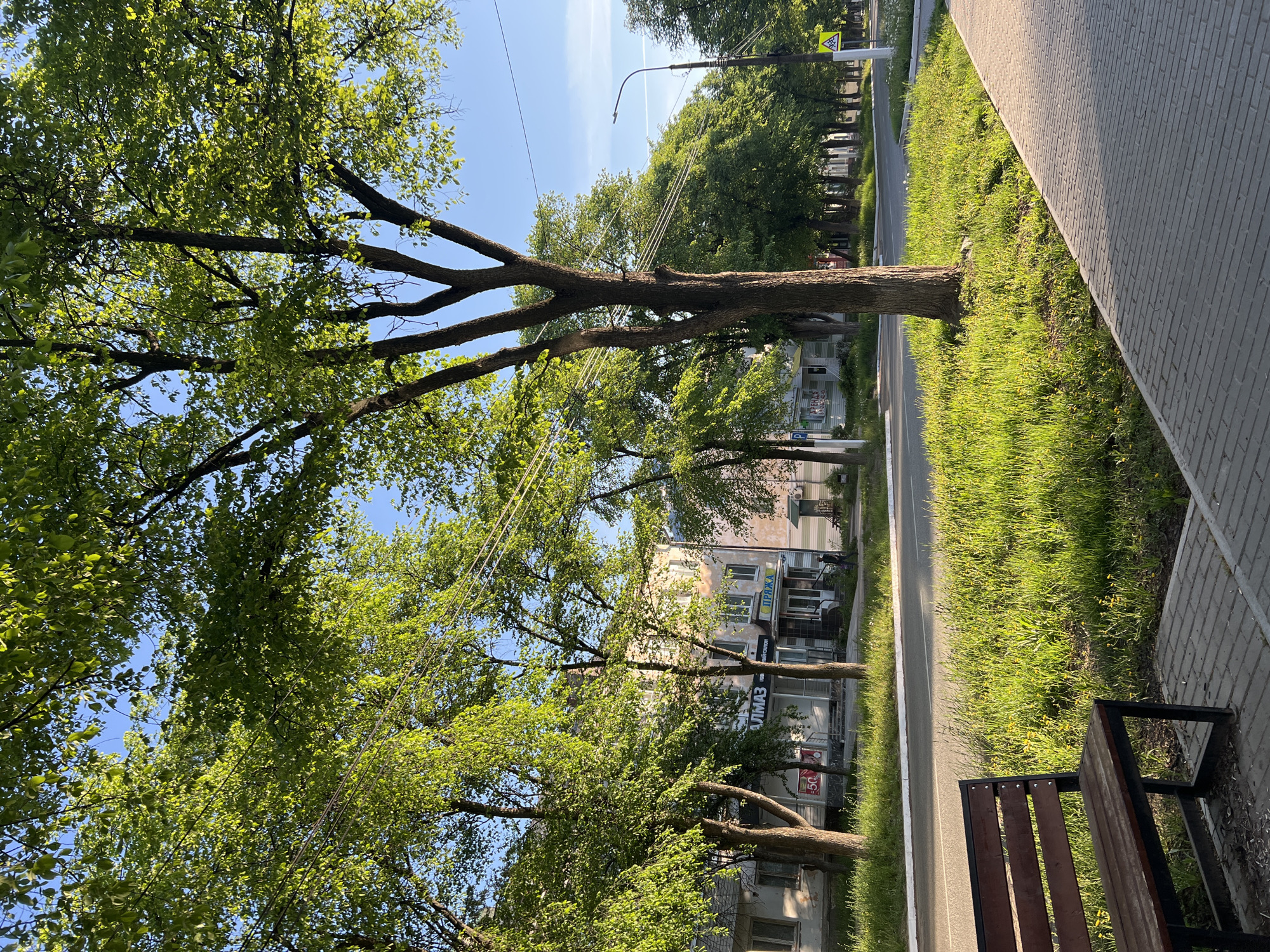 The image shows a street in the city of Chaikovsky, Russia. A line of trees with green leaves runs along the street, casting shadows on the pavement. A sidewalk made of gray paving stones borders the street on the right, with a patch of green grass between the sidewalk and the road. A park bench sits at the edge of the sidewalk. Buildings line the opposite side of the street, with shops and businesses visible at street level. Overhead power lines stretch across the sky. The sky is blue with a few faint clouds. A pedestrian can be seen walking on the sidewalk.