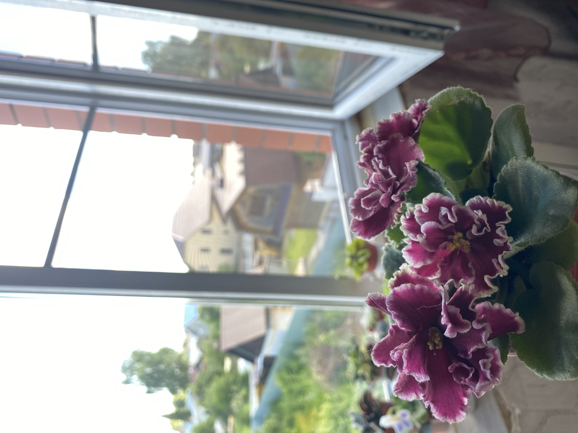 The image shows a close-up of a potted African violet plant with ruffled, deep pink and white petals, positioned on a windowsill. Outside the window, a blurred scene of buildings and greenery is visible, suggesting an outdoor environment. The reflection on the window adds depth to the image. The lighting suggests it is daytime, likely overcast given the diffused light. The setting appears to be domestic, with the plant likely in a home. No people are visible, and no text is present in the image. The overall mood is serene and domestic, highlighting the beauty of the flowering plant.