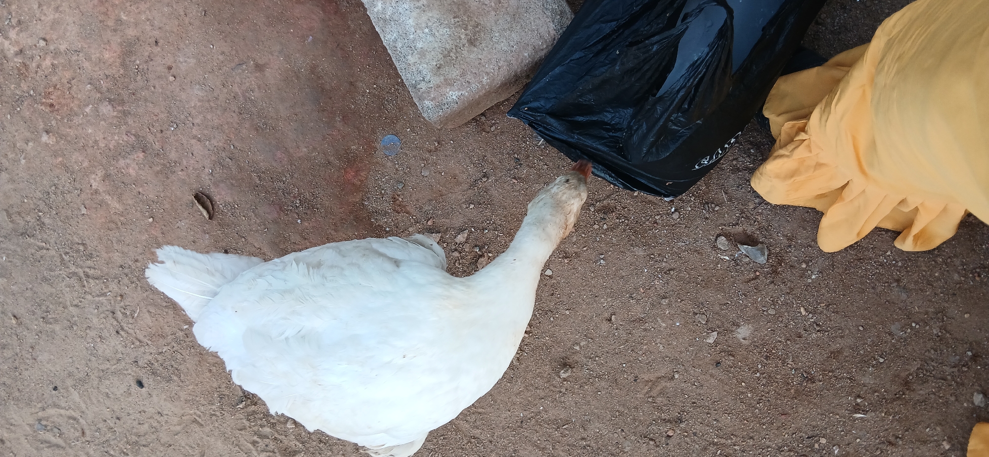 An overhead shot depicts a white goose standing on reddish-brown dirt ground. The goose's head is near a black plastic trash bag and a folded, yellow fabric. Next to the trash bag is a gray concrete block. The background consists of the dirt ground and potentially a hint of red brick. The location is the city of Shaba, Nigeria.