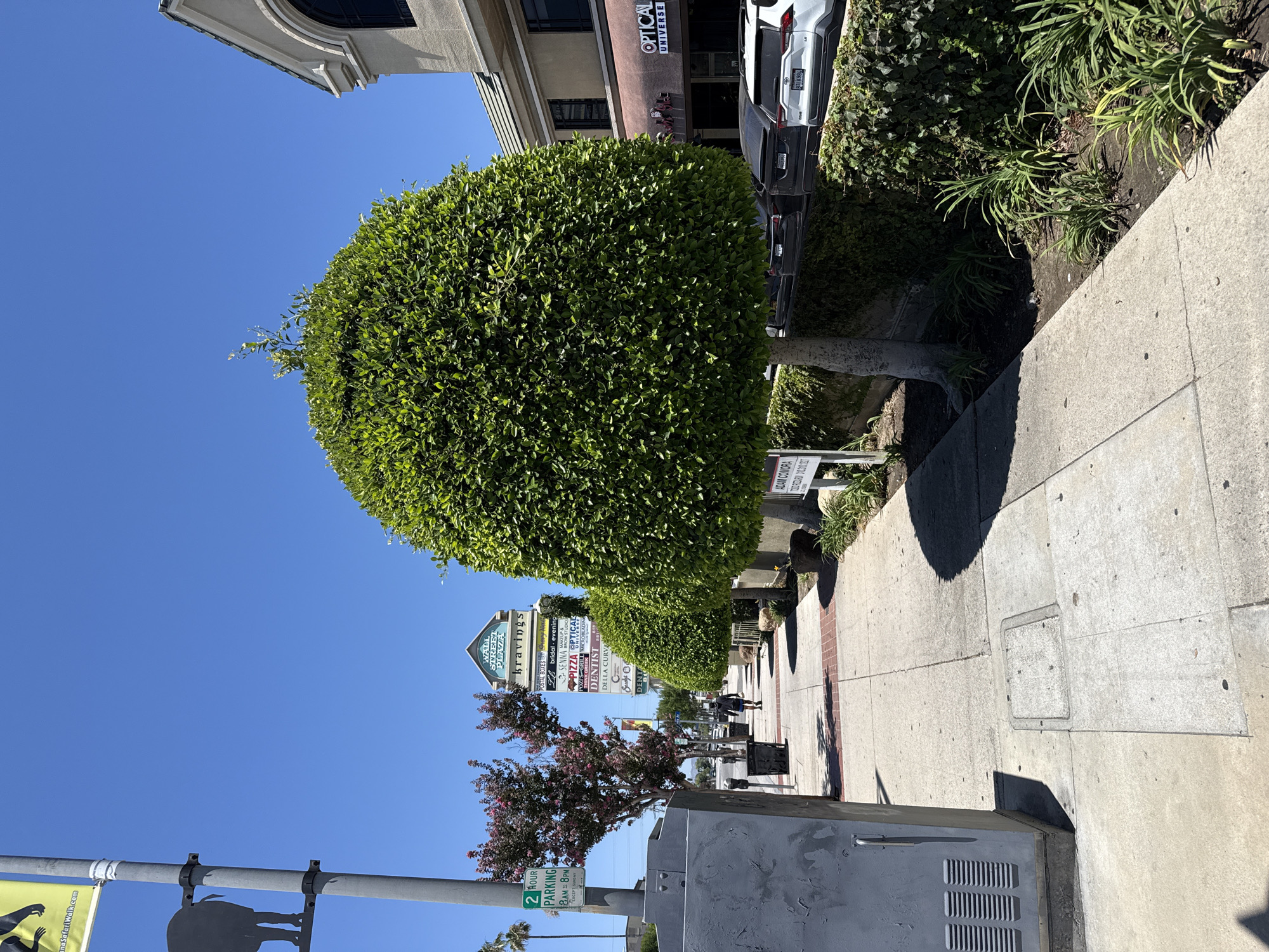 The image depicts a sidewalk scene in Los Angeles, California, under a clear blue sky. On the left, a tall gray electrical box is visible on the sidewalk, with a pole beside it displaying a yellow banner with a black silhouette of an animal and text, partially obscured, reading "ineSafariWalk.com". A "2 HOUR PARKING" sign is also attached to the pole. Further down the sidewalk, a woman with dark hair, wearing a black t-shirt and dark shorts, walks away from the camera.
In the center of the frame, a large, spherical, well-maintained green tree stands prominently. Behind it, a multi-story building with a beige facade and arched windows is visible. A sign for "OPTICAL UNIVERSE" with red lettering is above the storefront. Several cars are parked in front of the building, including a white SUV.
To the left of the large tree, a smaller tree with pink flowers is in bloom, and a tall signpost displays the names of various businesses such as "BRAVINGS", "PIZZA", "THINK GREEK", and "DENTIST". The sidewalk itself is made of concrete slabs with a patterned brick section. The environment appears to be an urban commercial area.