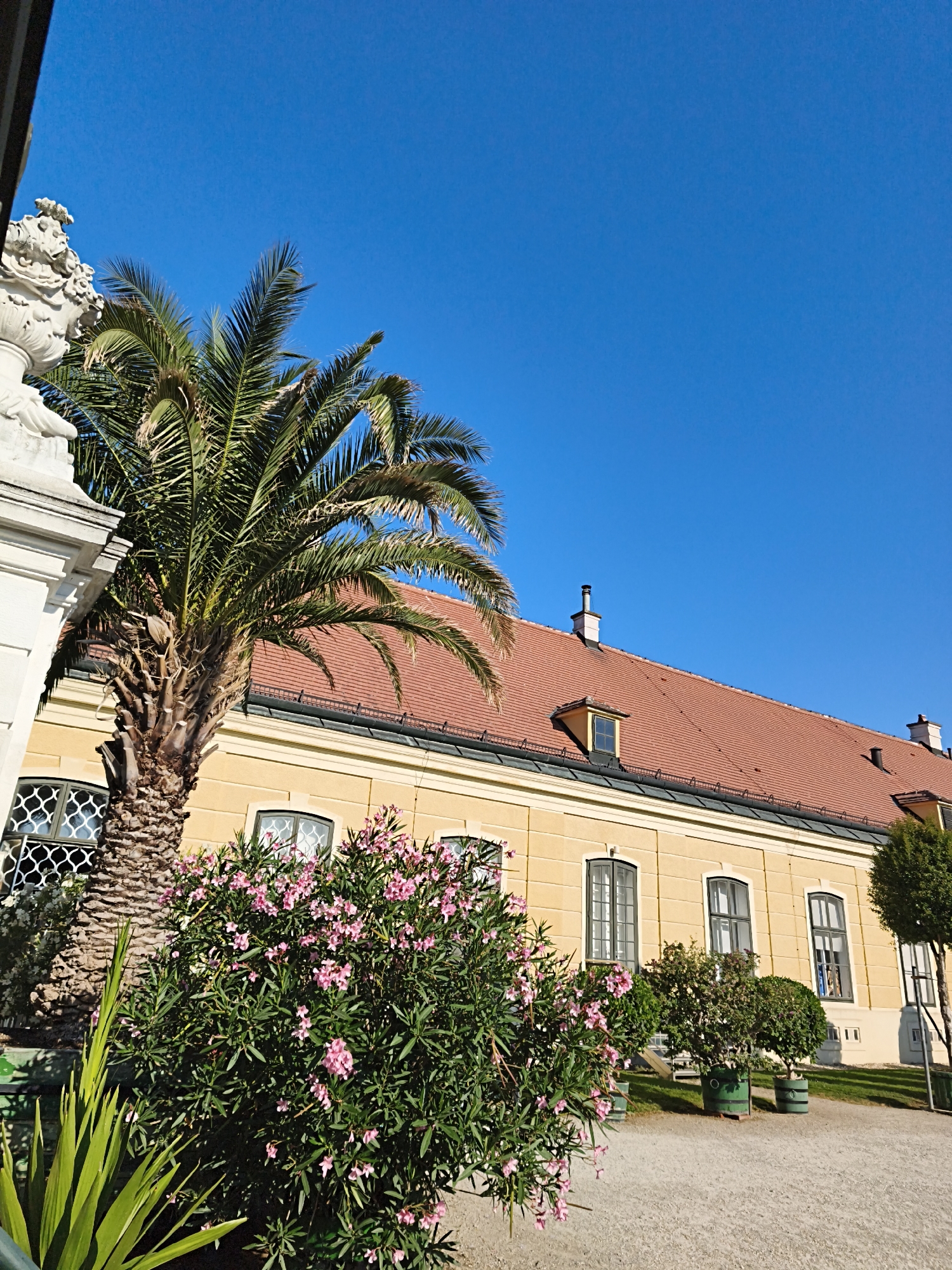 The image shows a section of the Schönbrunn Palace gardens in Vienna, Austria. A large palm tree stands to the left, in front of a yellow building with a red tiled roof. The building has several large windows with ornate grilles and dormer windows on the roof. A bush with pink flowers is in the foreground, and a gravel path leads away from it towards the building. The sky is a clear, bright blue.