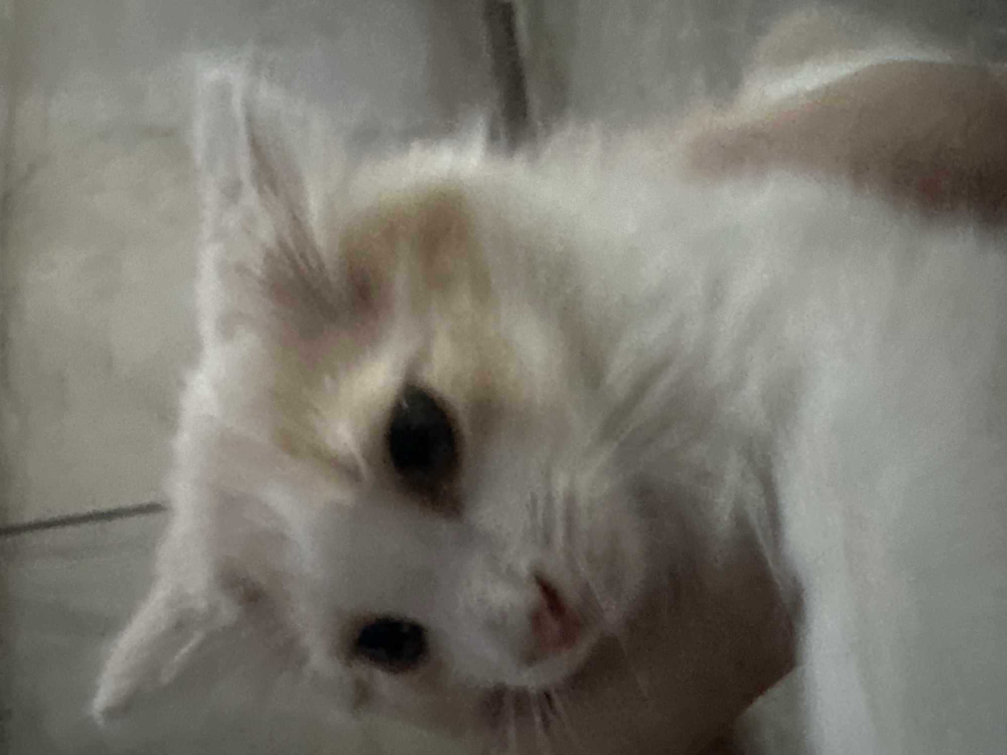 This media file is a close-up, blurry photograph of a cat. The cat is predominantly white with patches of light brown or orange fur on its head and back. Its eyes are dark and appear to be looking directly at the camera. The cat's nose is a light pink. The image is taken from a low angle, as if the viewer is looking up at the cat. The background is out of focus and appears to be a light-colored, textured surface, possibly a blanket or bedding. The lighting is soft and diffused, suggesting an indoor setting. There are no people or other objects clearly visible. The overall impression is one of a pet being held or resting, with a focus on its face. The image quality is low, with a soft focus and some graininess. No text is visible in the image. Given the location context provided (Subutli-Miatli, Russia), it is likely a domestic setting within that region. The time of day and weather are not discernible from the image.
