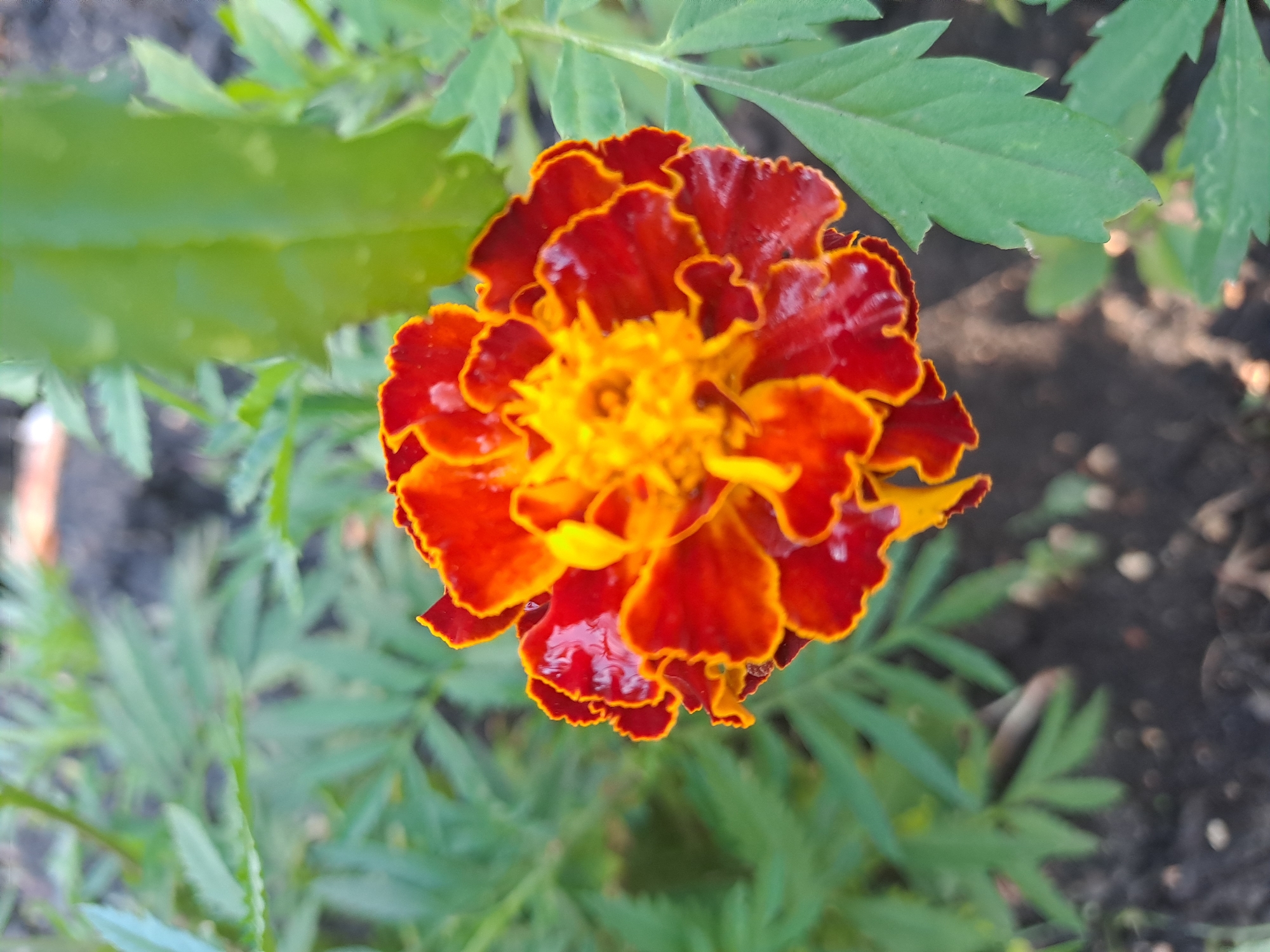 A close-up, high-angle shot shows a vibrant marigold flower in bloom. The flower features deep red outer petals with bright yellow edges, transitioning to a dense cluster of bright yellow petals in the center. The petals are slightly wet, indicating recent moisture. The flower is surrounded by lush green foliage and a blurred background of dark soil. The image appears to be taken outdoors in a garden setting. The location in the city of Полянки, Russia is not discernible from the image.