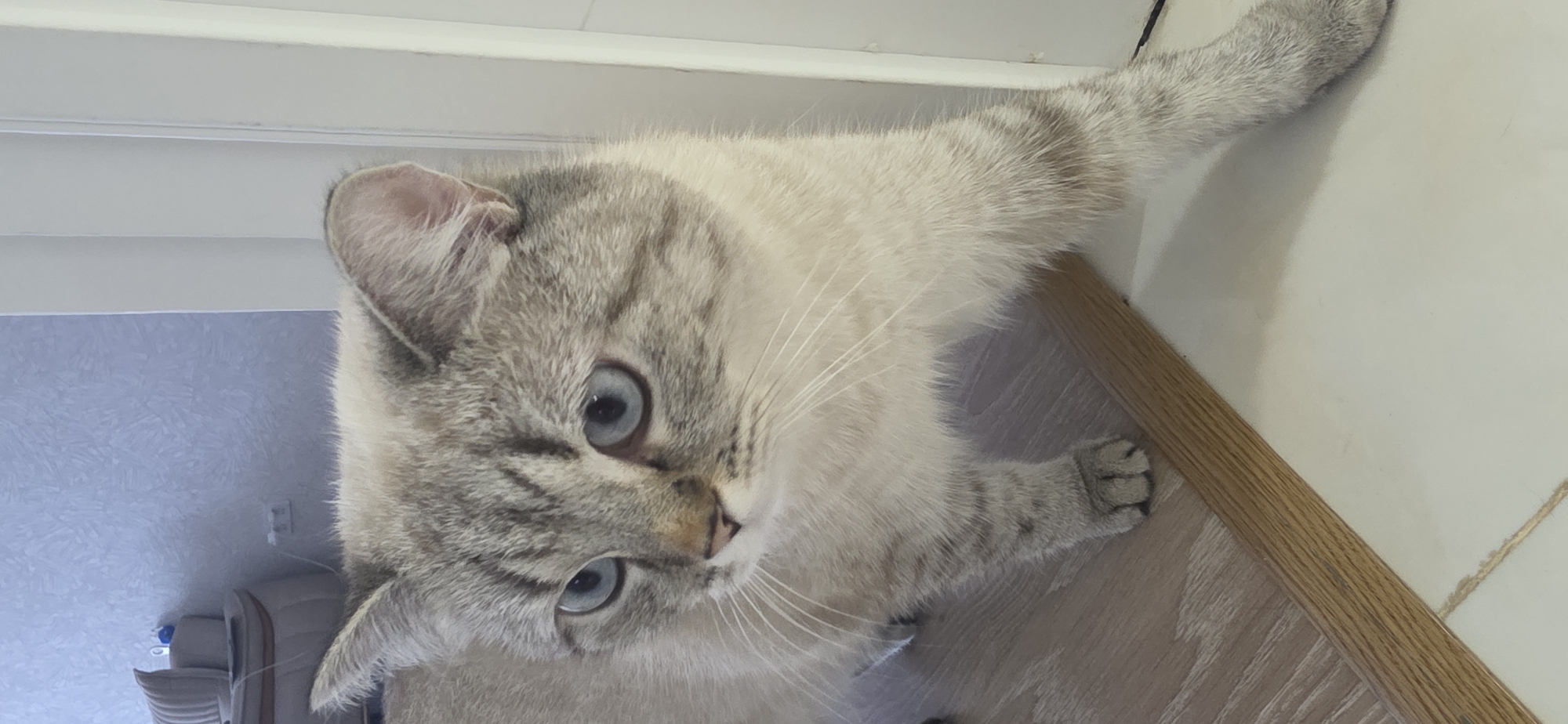 A light-colored Siamese cat with blue eyes is standing in a room. The cat's fur is predominantly white with grey markings on its face, ears, and legs. It is looking to the left of the frame. The floor is made of light-colored wood planks and white tiles, separated by a wooden trim. In the background, a light-colored piece of furniture with a textured surface is visible, along with a white wall and a doorframe. The image does not contain any elements that would allow for specific localization within the city of Sumgayit, Azerbaijan.