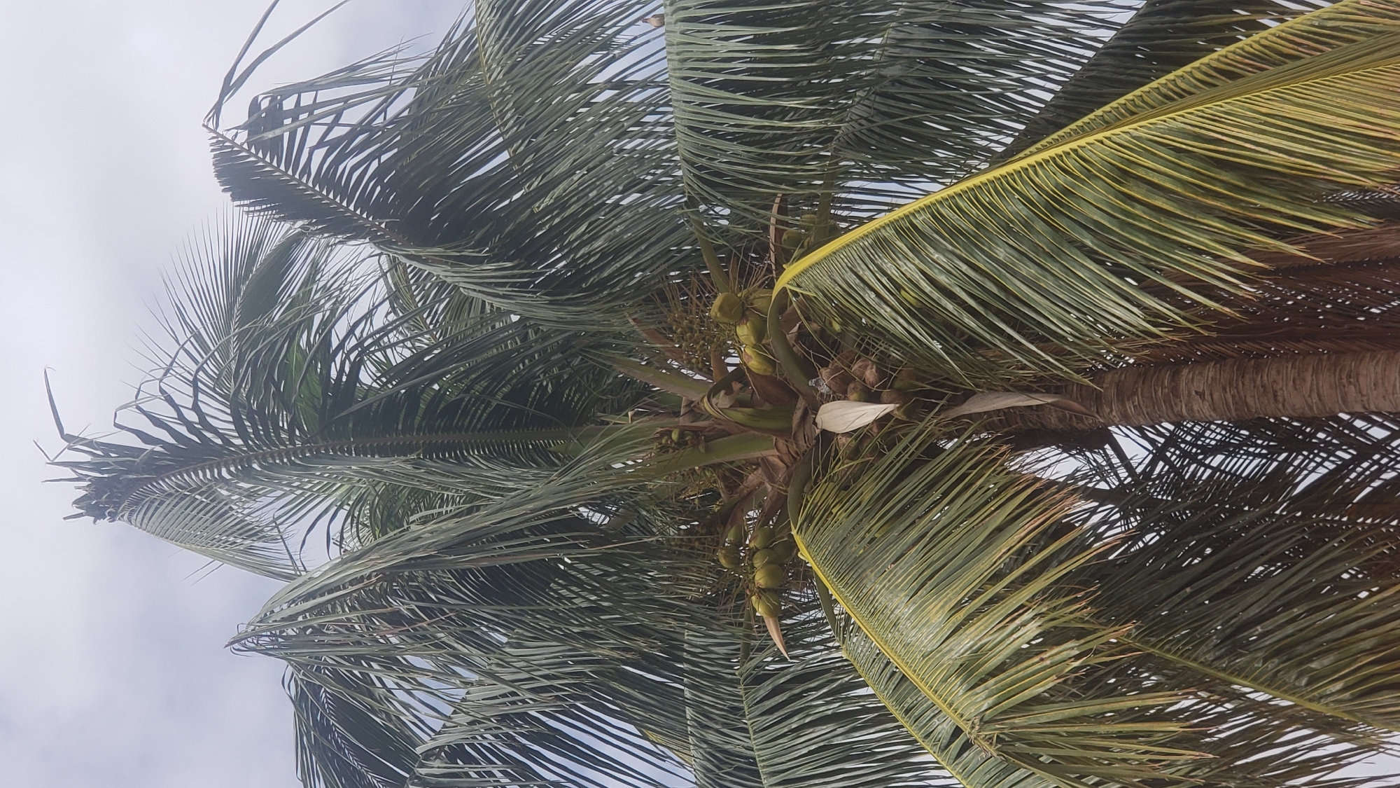This is a low-angle, full-shot photograph of the upper trunk and canopy of a mature coconut palm tree. The tree is laden with numerous green coconuts clustered in bunches near the top of the trunk. The fronds are long and feathery, with some showing signs of wear and tear, particularly at the tips. The sky in the background is overcast and a pale gray. The tree is situated in Sabon Tasha, Nigeria, a residential area of Kaduna State known for its diverse population and commercial activities. The image captures the natural abundance of the region.