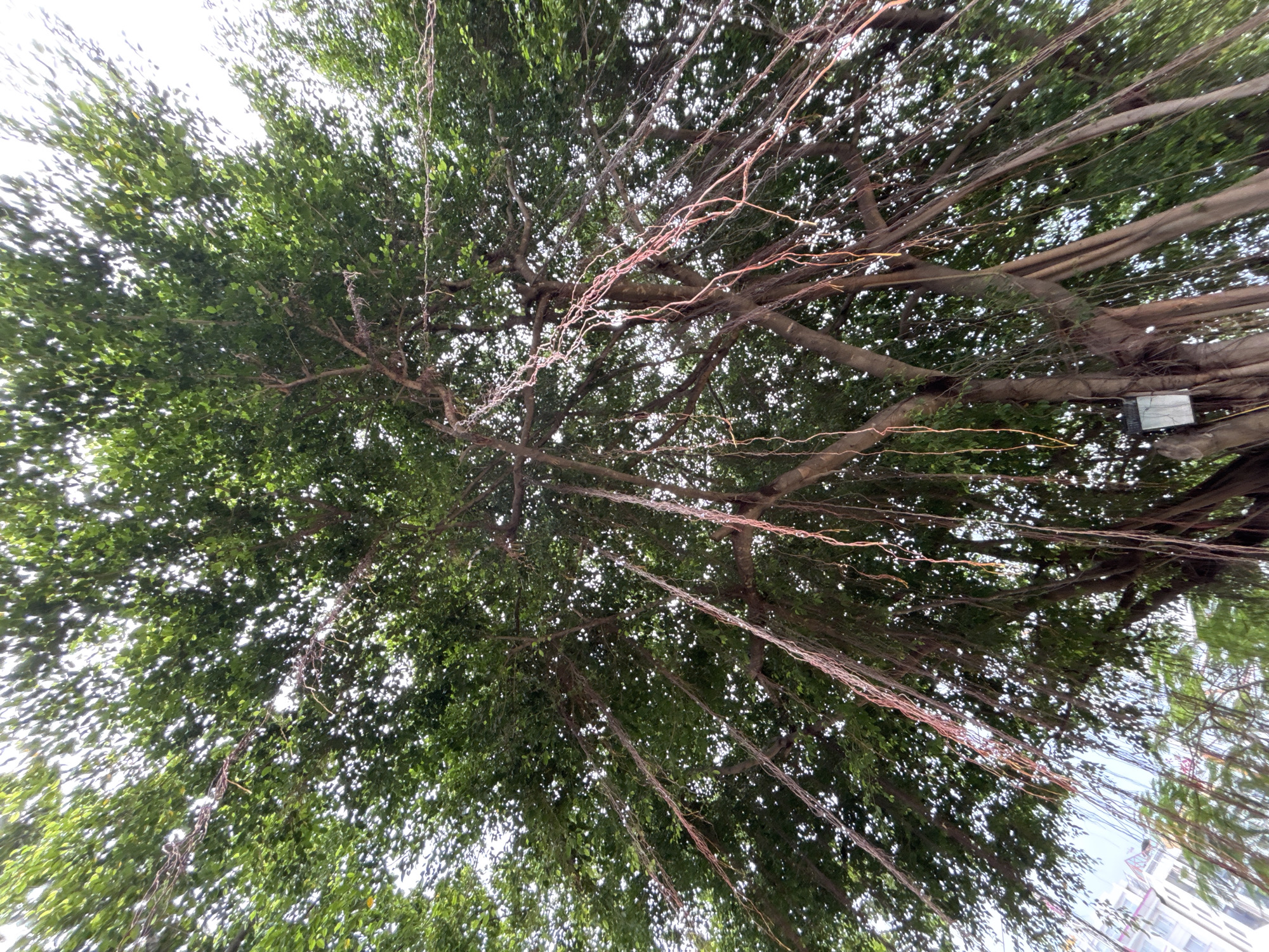 The image captures a close-up, upward-looking view of a mature banyan tree in Nha Trang, Vietnam. The dense canopy of green leaves is illuminated by the sky, creating a dappled effect. Numerous aerial roots, some appearing reddish-brown and others yellowish, hang down from the branches, creating a striking visual. In the background, a section of a modern, light-colored building with visible windows is present, suggesting an urban setting. A light fixture is attached to one of the tree trunks on the right side of the frame. The scene is devoid of any people.
