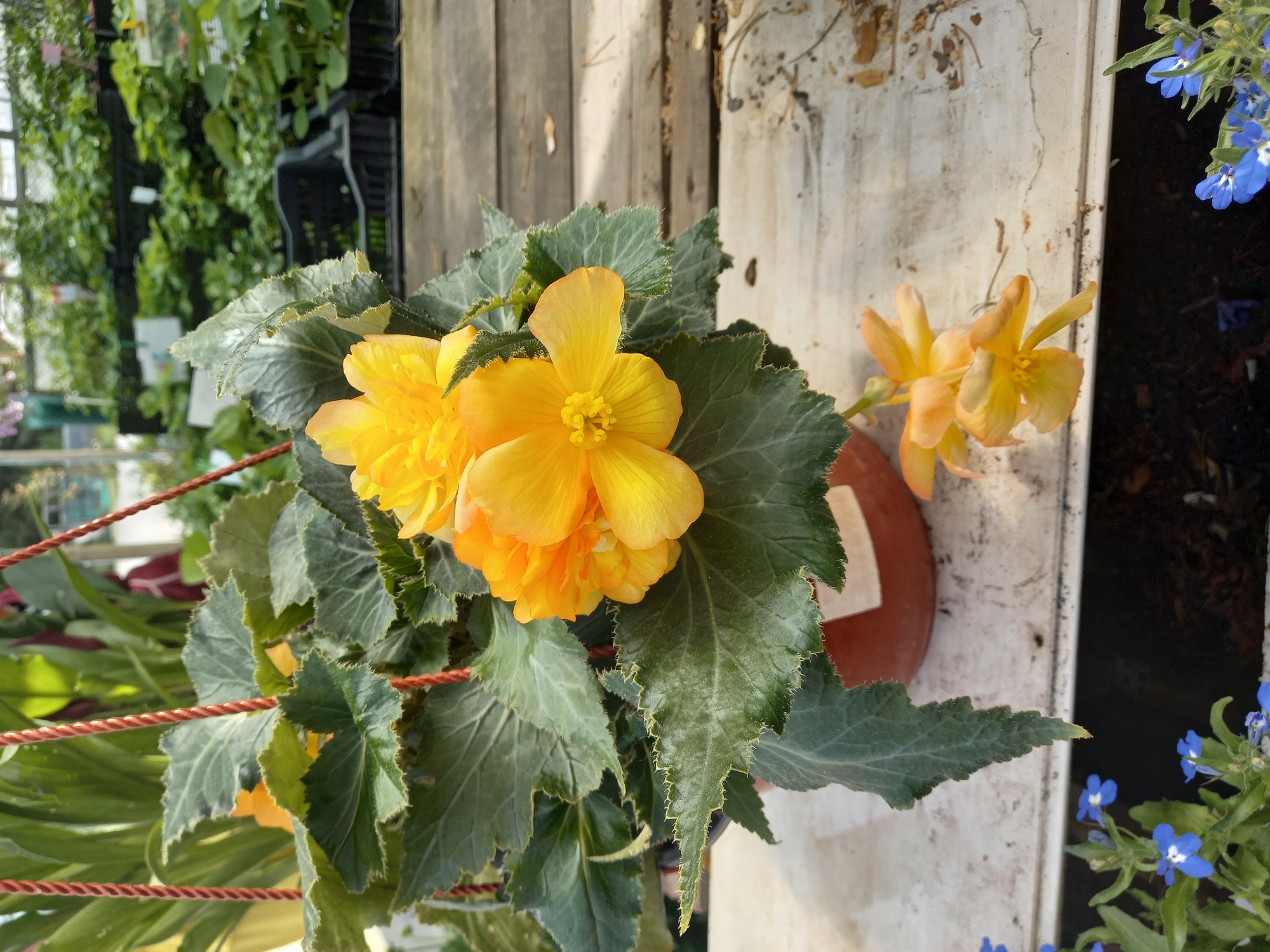 The image captures a close-up view of a potted begonia plant with vibrant yellow flowers and large, textured green leaves. The plant is hanging, suspended by red ropes, and positioned on a white surface with a wooden background in the distance. The setting appears to be a greenhouse or nursery, with rows of other plants visible in the blurred background, contained within black plastic crates. To the lower left, a small grouping of blue lobelia flowers is also present. The scene is well-lit, with natural light illuminating the plants. There are no people visible in the image. The location is identified as Aramil, Russia.