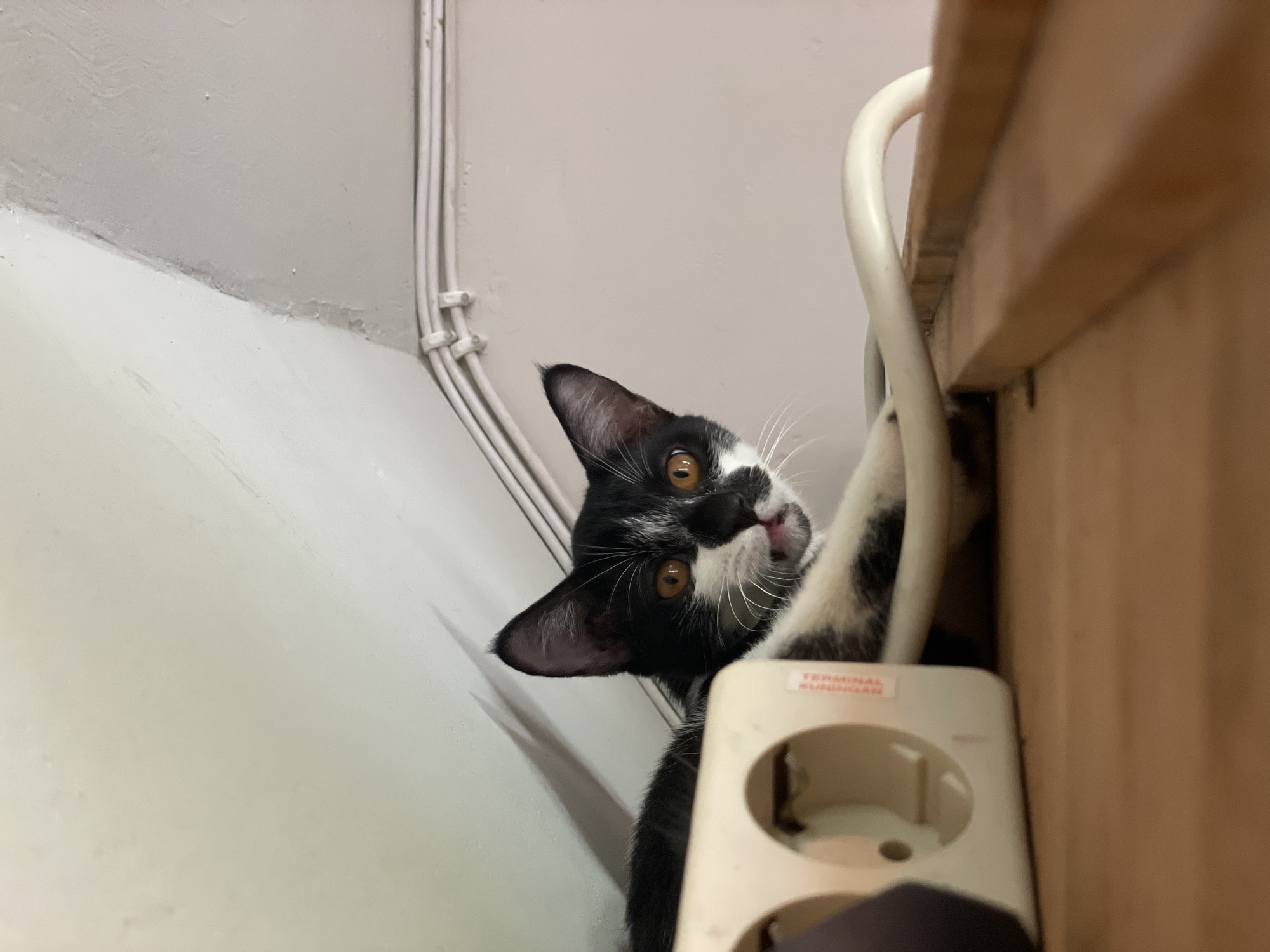A tuxedo cat is partially visible, its head and upper body appearing to be in front of an electrical outlet. The cat is primarily black with white markings on its face and paws, and it is sticking out its tongue. The electrical outlet is white with red lettering and is located next to a wooden surface. The cat appears to be interacting with a white electrical cord running along the wall. The location is in the city of Denpasar, Indonesia. The wall is painted a light color, and there are electrical conduits running along it.