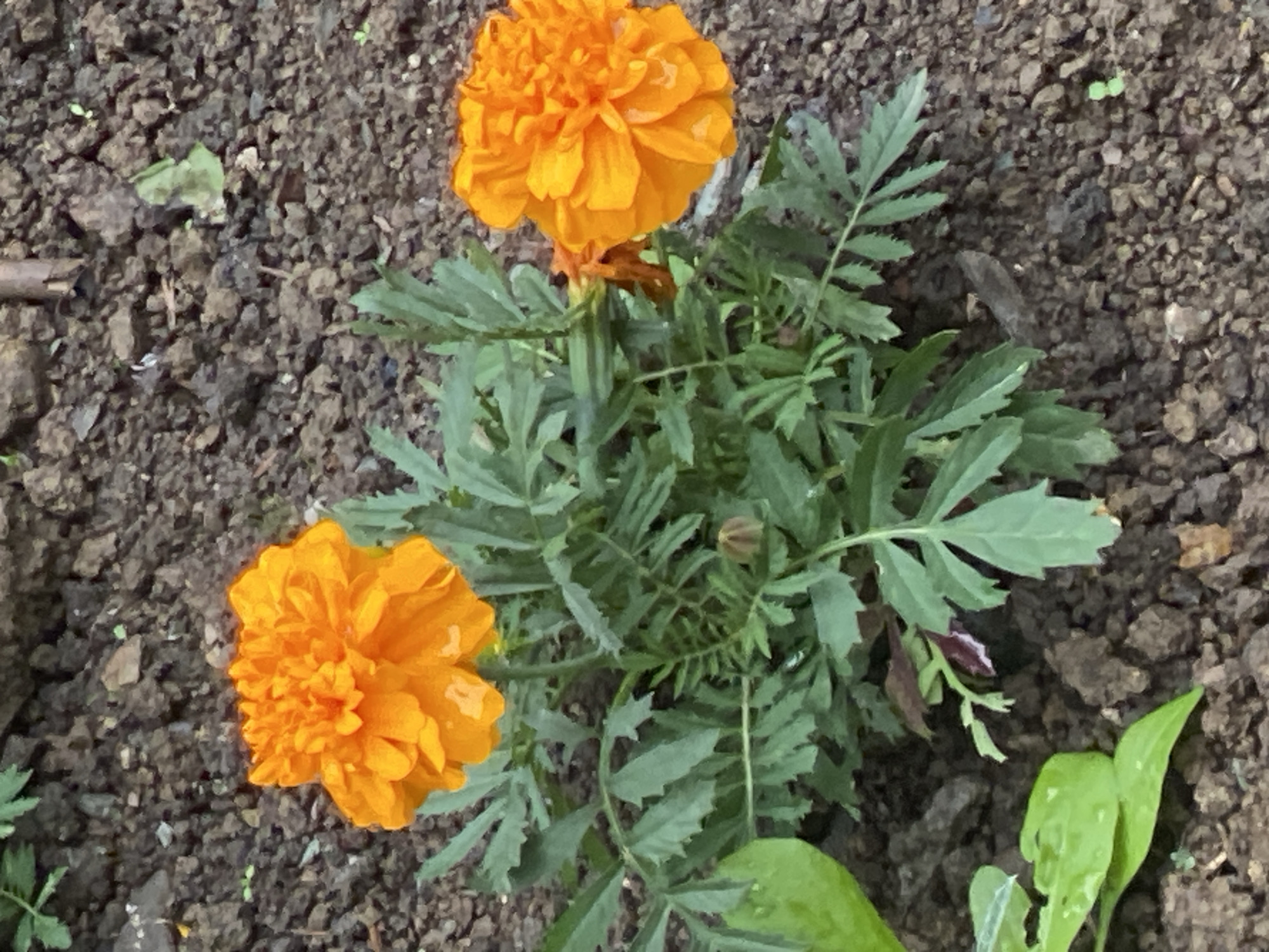 A high-angle shot shows two bright orange marigold flowers blooming in dark, clumpy soil. The flowers are full and have many petals. The leaves of the marigold plants are a deep green and are serrated. There are also a few lighter green leaves, possibly from another plant, in the lower left corner of the image. The soil is moist, with some small pebbles and bits of organic matter visible. No people or animals are present in the image. The scene appears to be a garden or natural outdoor setting, likely in Yuzhno-Sakhalinsk, Russia, given the context.