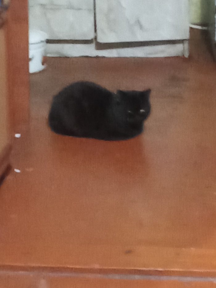 The image depicts a black domestic feline, likely a cat, positioned in a stationary "loaf" posture on a reddish-brown floor surface. The animal's eyes are partially visible, exhibiting a reflective gleam. In the background, against a light-colored wall or furniture, a white cylindrical container, possibly a bucket, is present on the left. Adjacent to it, to the right, are vertical light-toned panels or cabinet doors. The foreground and left edge of the frame show a darker, reddish-brown architectural element, consistent with a door jamb or wall corner. No human subjects are visible. The scene is situated indoors, specifically in the city of Yarun, Ukraine.