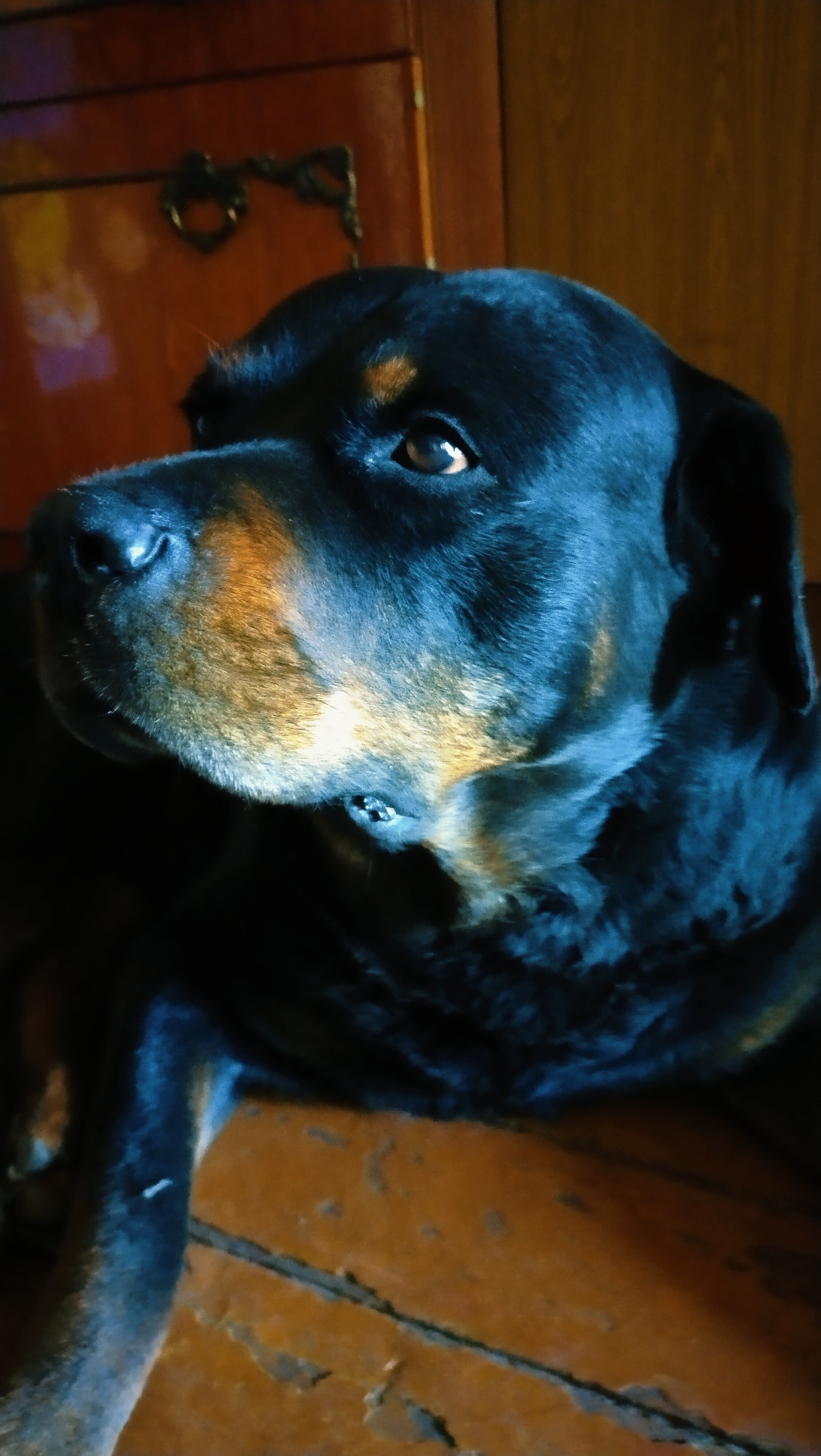 A Rottweiler dog is lying down on a wooden floor. The dog is black with tan markings on its face and legs. It is looking to the left with its mouth slightly open. The dog appears to be in good health. The background is blurry but appears to be a wooden cabinet. The image is taken indoors, likely in a residential setting. The scene does not provide any information about the city of Horishni Plavni, Ukraine.