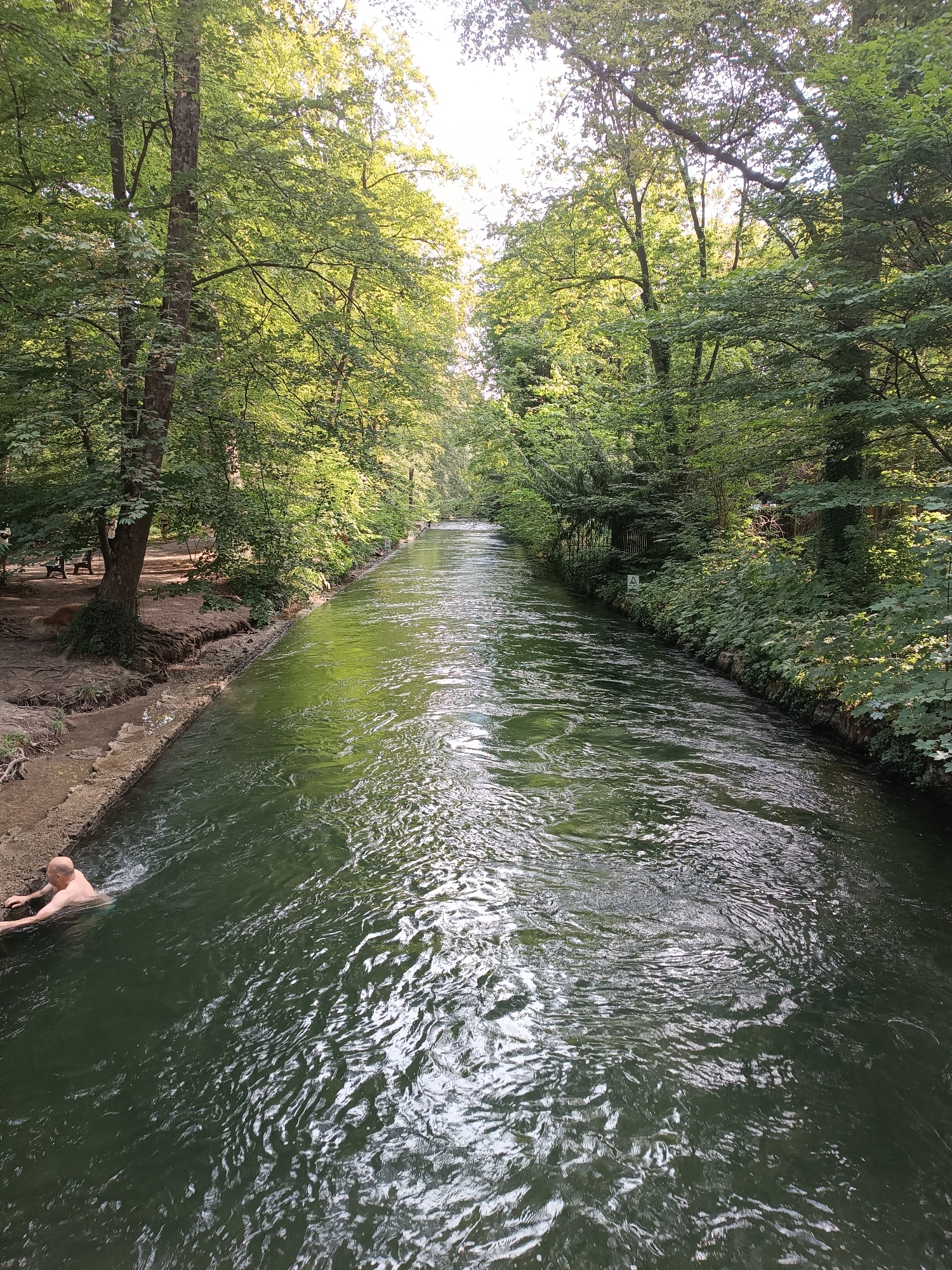 The image depicts a man swimming in the Eisbach river in Munich, Germany. The Eisbach is a man-made river that flows through the English Garden, a large public park in Munich. The river is known for its strong currents and is a popular spot for surfing and swimming. In the image, the man is seen swimming towards the left side of the river, while the right side is lined with lush green trees and vegetation. The water is a deep green color and appears to be flowing rapidly. Sunlight filters through the trees, casting dappled shadows on the water. The scene is peaceful and idyllic, with the man enjoying a refreshing swim in the natural beauty of the Eisbach.