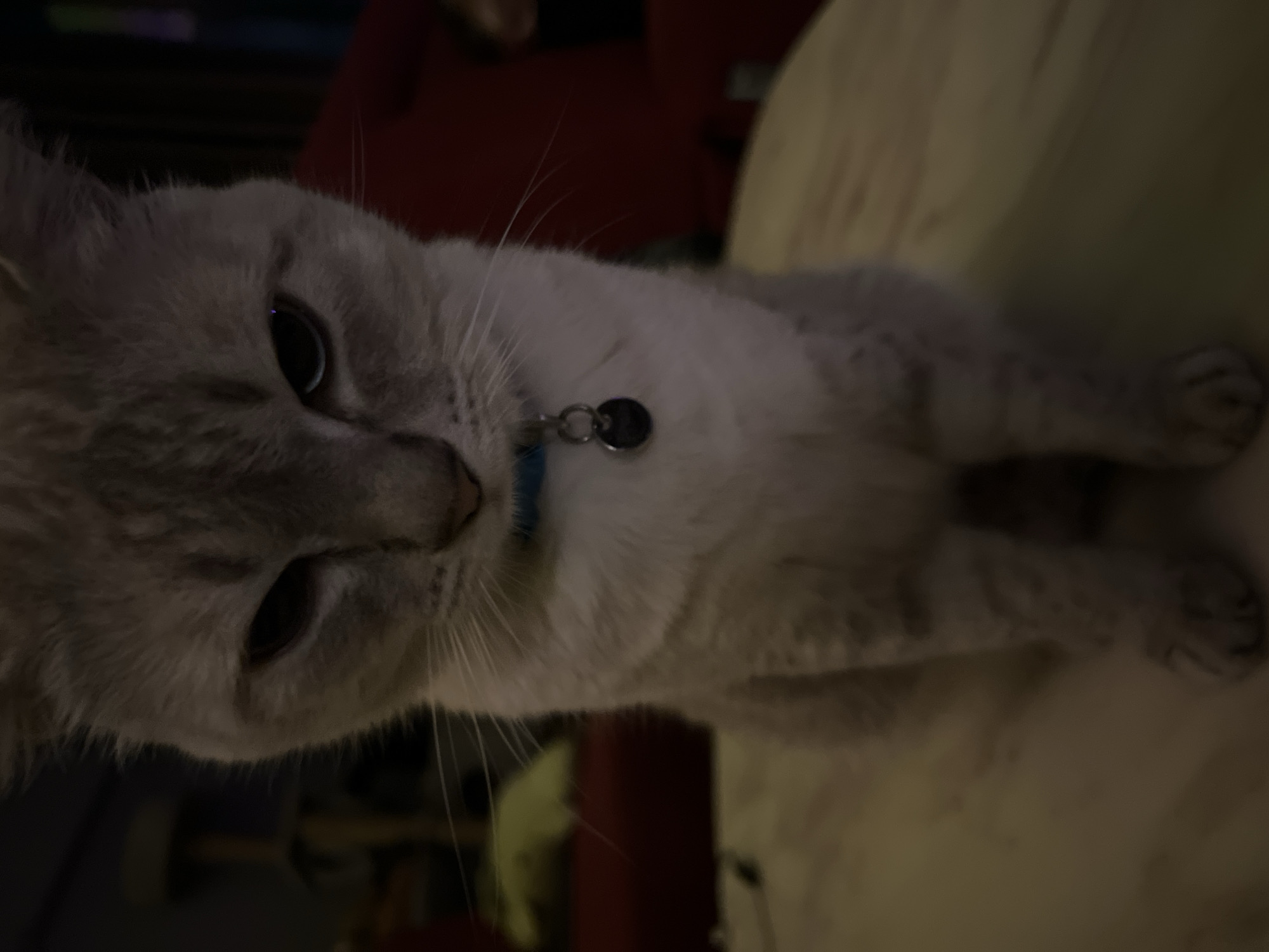 A close-up, low-angle, indoor, eye-level shot features a light gray cat with dark markings on its face, ears, and legs, sitting upright and looking directly at the camera. The cat is wearing a blue collar with a circular silver tag. The background is dimly lit and out of focus, showing hints of red furniture, a cat tree, and dark walls. The cat's expression appears serious, with its eyes narrowed.
