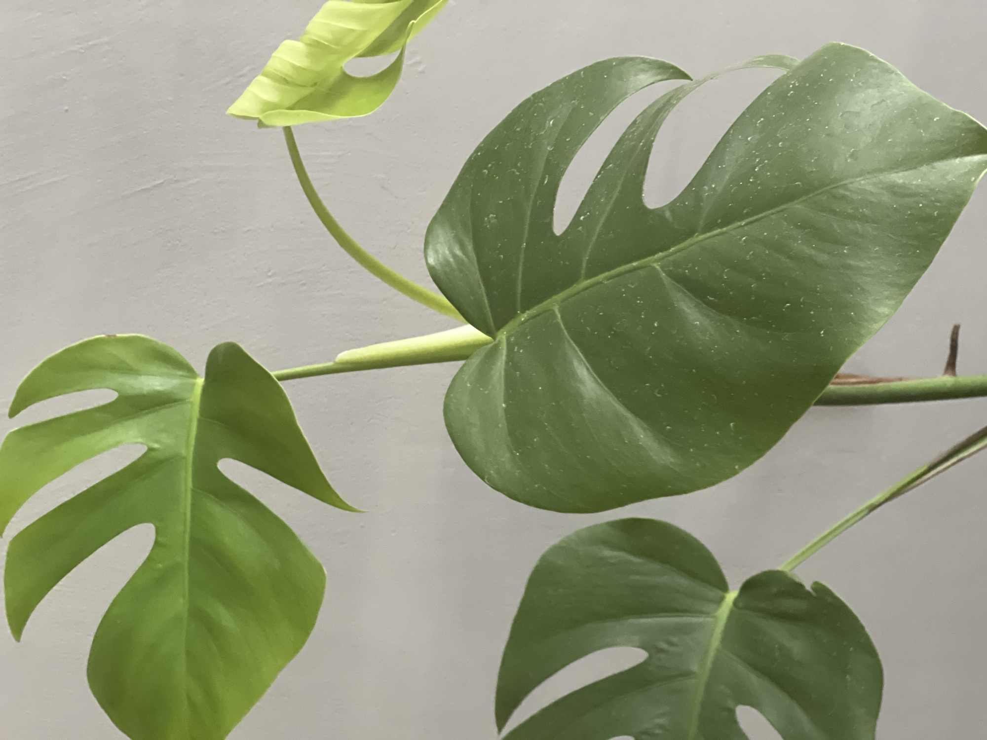 The image is a close-up shot of a Monstera plant against a plain, textured gray wall. The plant has several large, green leaves, some with characteristic splits and holes. One new leaf, bright lime green, is unfurling in the upper right corner. The leaves appear healthy, with a slight sheen and some subtle speckling, possibly water droplets or dust. The focus is on the plant's foliage and stems, with the background out of focus. There are no people or other objects visible in the frame. The lighting is soft, suggesting an indoor environment. There is no information in the image to determine its location in Yekaterinburg, Russia.