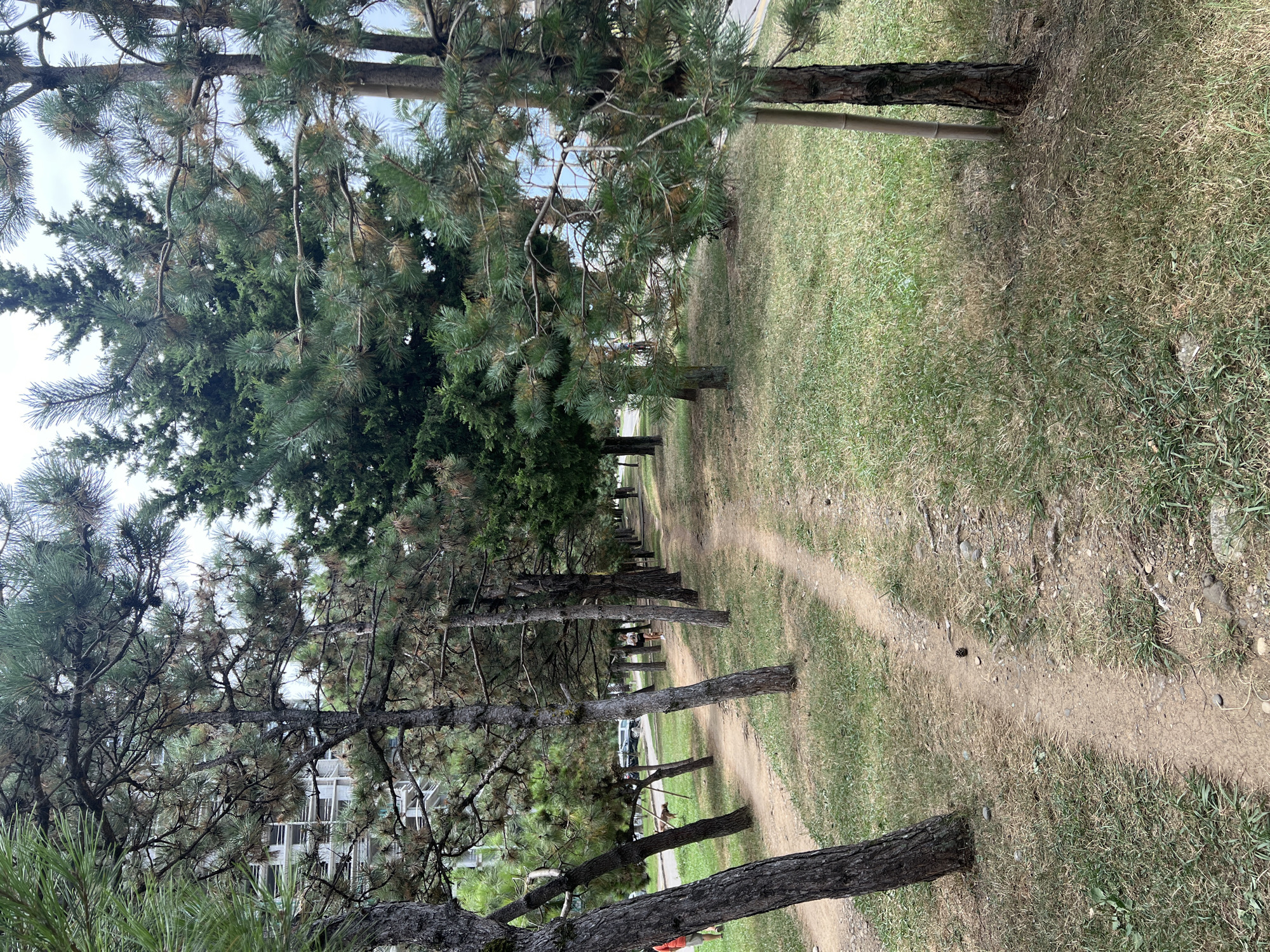 The image depicts a pathway lined with pine trees in Batumi, Georgia. The pathway is made of light brown soil and is partially overgrown with dry grass. On the left side of the path, there are several pine trees with visible bark texture and green pine needles. In the background, a building under construction with exposed concrete floors and scaffolding is visible through the trees. On the right side of the path, more pine trees and a tall, thin, light-colored bamboo pole are present. The ground is covered in grass, some of which appears dry and yellow. In the middle ground, a person is walking away from the camera on the path, and a dog is visible near a car parked on the left side of the path. The sky is overcast.
