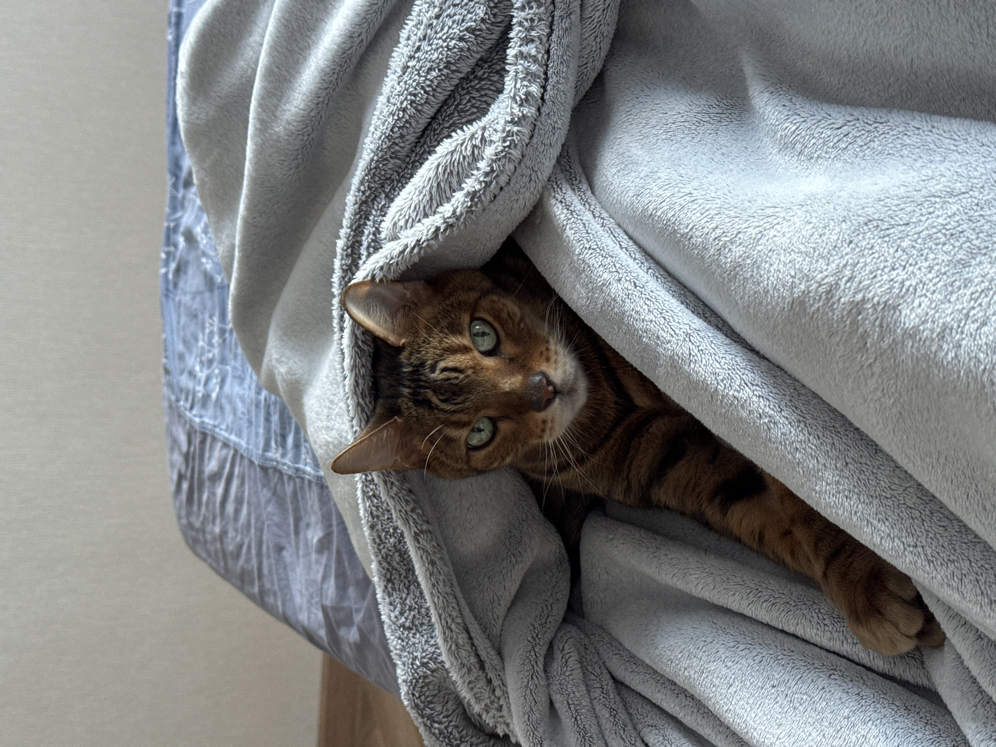 A brown tabby cat with striking green eyes peeks out from under a cozy, light gray, fluffy blanket. The cat's head is slightly tilted, and its gaze is directed towards the viewer, conveying curiosity or a relaxed playfulness. Its patterned fur, featuring dark brown stripes and spots against a lighter brown base, is visible. One ear is fully exposed, while the other is partially obscured by the blanket. Below the cat's head, a paw with subtle stripes is also visible, nestled within the folds of the blanket.
The fluffy gray blanket dominates the frame, appearing thick and soft, with visible texture. It is draped and folded, creating a warm, enclosed space for the cat. To the left and beneath the gray blanket, a section of a patterned blue fabric, possibly a sheet or another blanket, is visible. This blue fabric has a lighter, intricate design. The background consists of a plain, light-colored wall, suggesting an indoor setting. The lighting is soft and natural, illuminating the cat's features and the blanket's texture without harsh shadows, indicating daytime indoors. No visible text is present.
