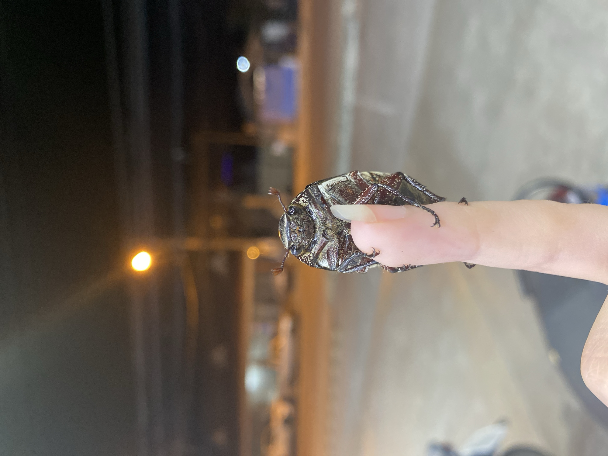 A close-up, slightly blurry photograph shows a beetle being held on a finger. The beetle has a speckled, dark-colored exoskeleton, and its underside is visible. The finger belongs to a person with fair skin and a long nail. The background is out of focus, but it appears to be an outdoor scene at night, with artificial lights and blurry structures. The location is in the city of Baan Tai, Thailand.