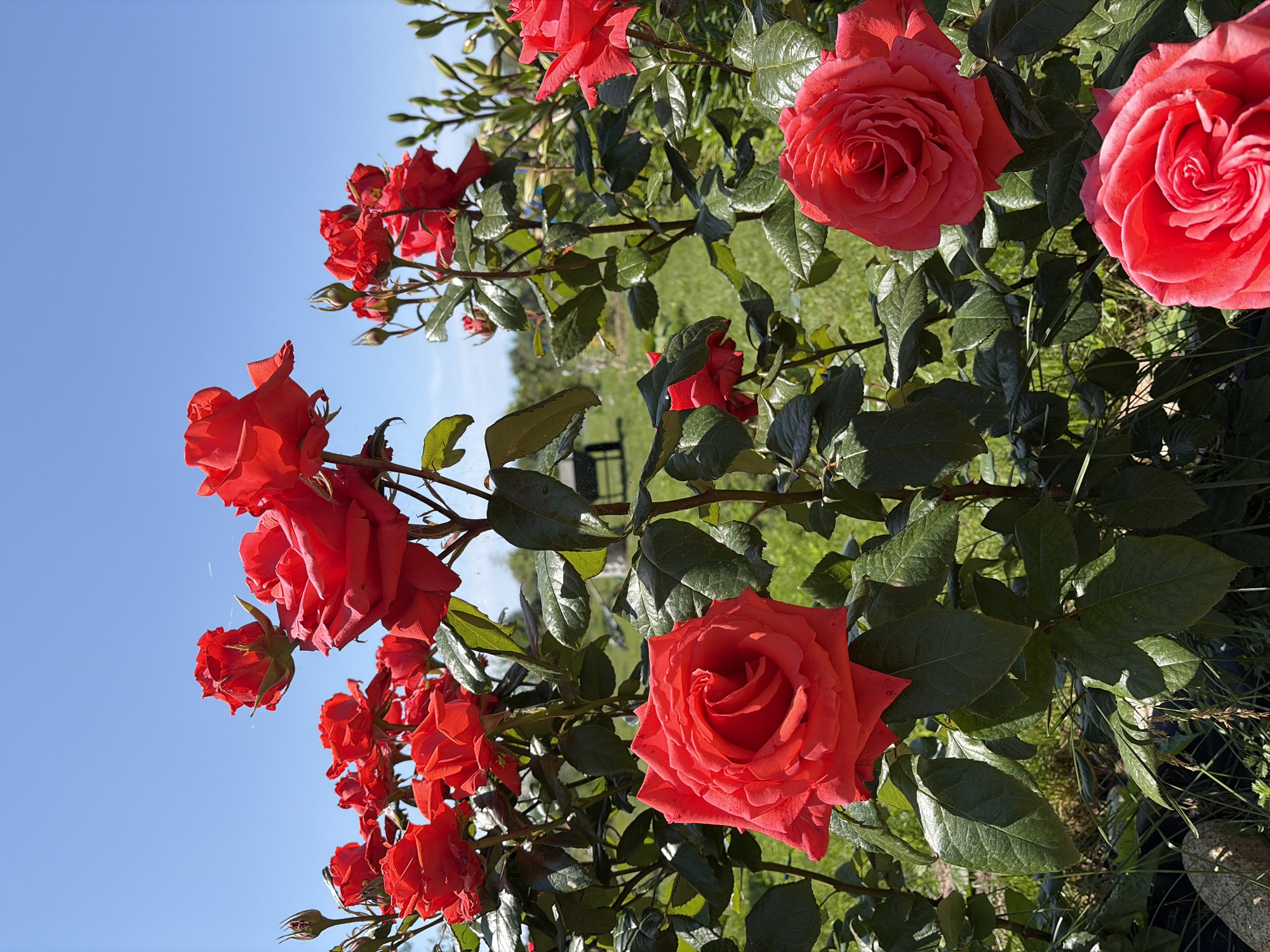 A close-up, eye-level, outdoor vertical shot captures a vibrant display of red roses in bloom under a clear blue sky. The foreground is dominated by lush green foliage and several fully bloomed red roses, their petals intricately layered. In the mid-ground, more red roses and their buds are visible, some on tall stems. The background reveals a green grassy area with a dark bench or seat and hints of more greenery, suggesting a garden or park setting. The lighting suggests a sunny day, with sunlight illuminating the roses and casting shadows on the leaves.