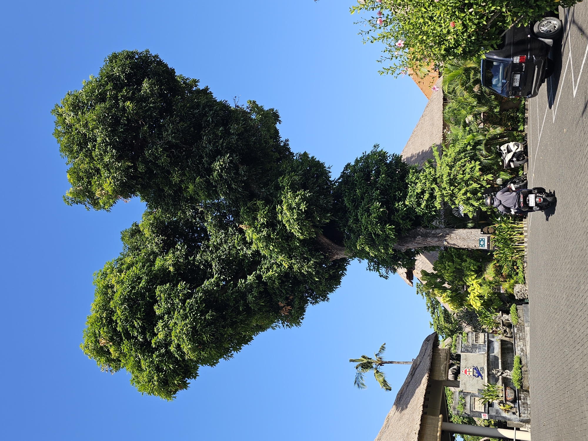 A large, mature tree with a heart-shaped canopy dominates the center of the frame, its dense green foliage stark against a clear blue sky. The tree stands in a paved area that appears to be a parking lot. In the foreground, a person rides a scooter away from the viewer. To the left, a building with a thatched roof and decorative stonework is visible, with potted plants and statues adorning the entrance. To the right, another building with a thatched roof and a red-tiled roof can be seen, partially obscured by lush green foliage and pink hibiscus flowers. A black car is parked to the right of the frame. In the background, a slender palm tree stands tall. The scene suggests a tropical resort or establishment in Denpasar, Indonesia, characterized by traditional architecture and abundant vegetation.