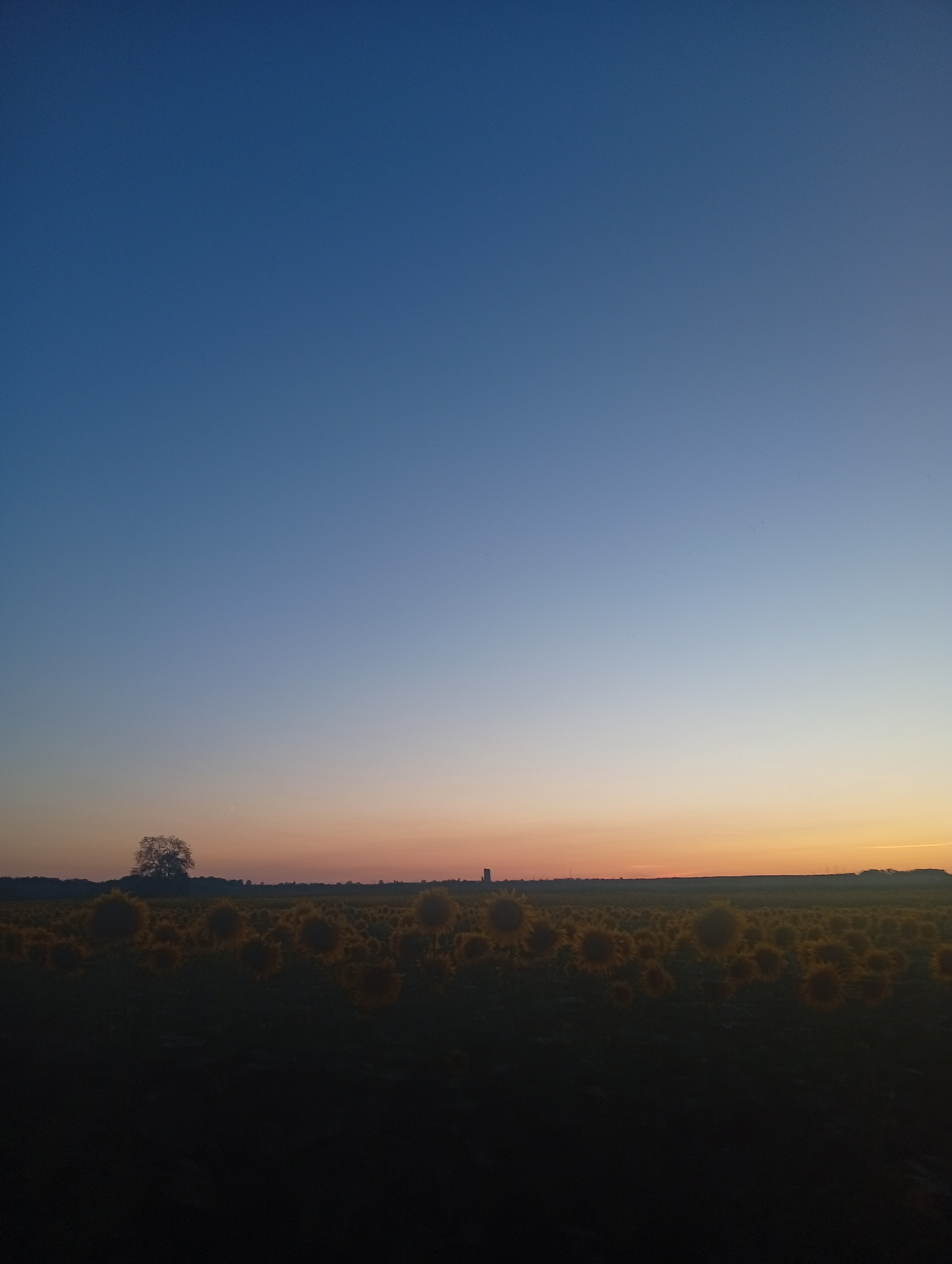 An outdoor, vertical, low-angle, full shot captures a field of sunflowers at dusk. The sky transitions from a deep blue at the top to a pale orange and yellow near the horizon. A solitary tree with sparse foliage stands on the left side of the frame, silhouetted against the colorful sky. In the middle ground, rows of sunflowers are visible, their heads facing upward but appearing dark due to the low light conditions. A faint silhouette of a distant building or structure is present on the right horizon. The foreground is a dark, indistinct mass, likely the shadowed ground of the field. No people or animals are present.