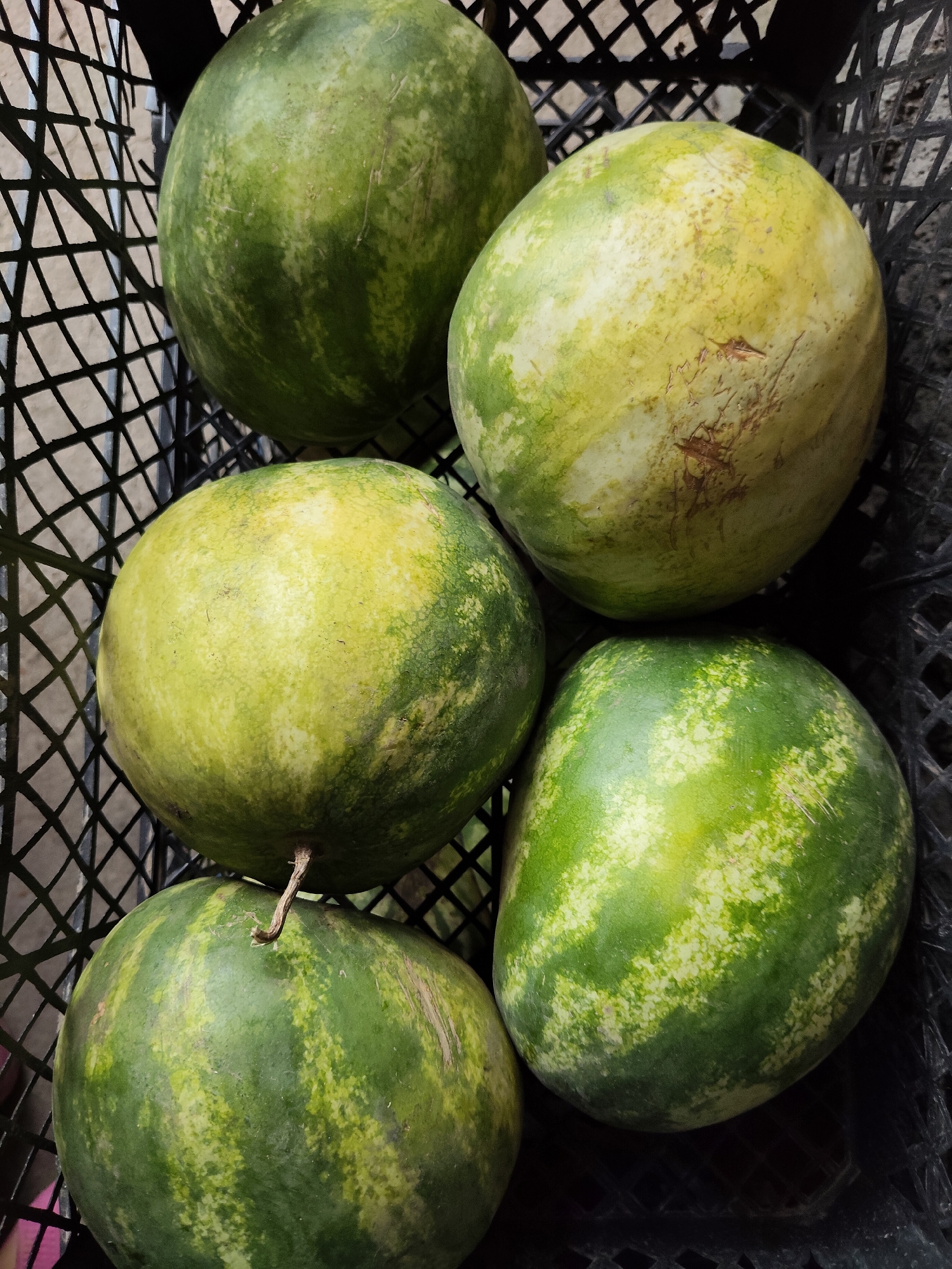Five watermelons are arranged in a black plastic crate. The watermelons vary in color from dark green to light green and yellow. Some have stripes, while others are more uniformly colored. The crate appears to be outdoors, as indicated by the light and shadows. The overall scene is a close-up shot of the watermelons in the crate. The location of Gîrbova, Moldova is not visually represented in the image.