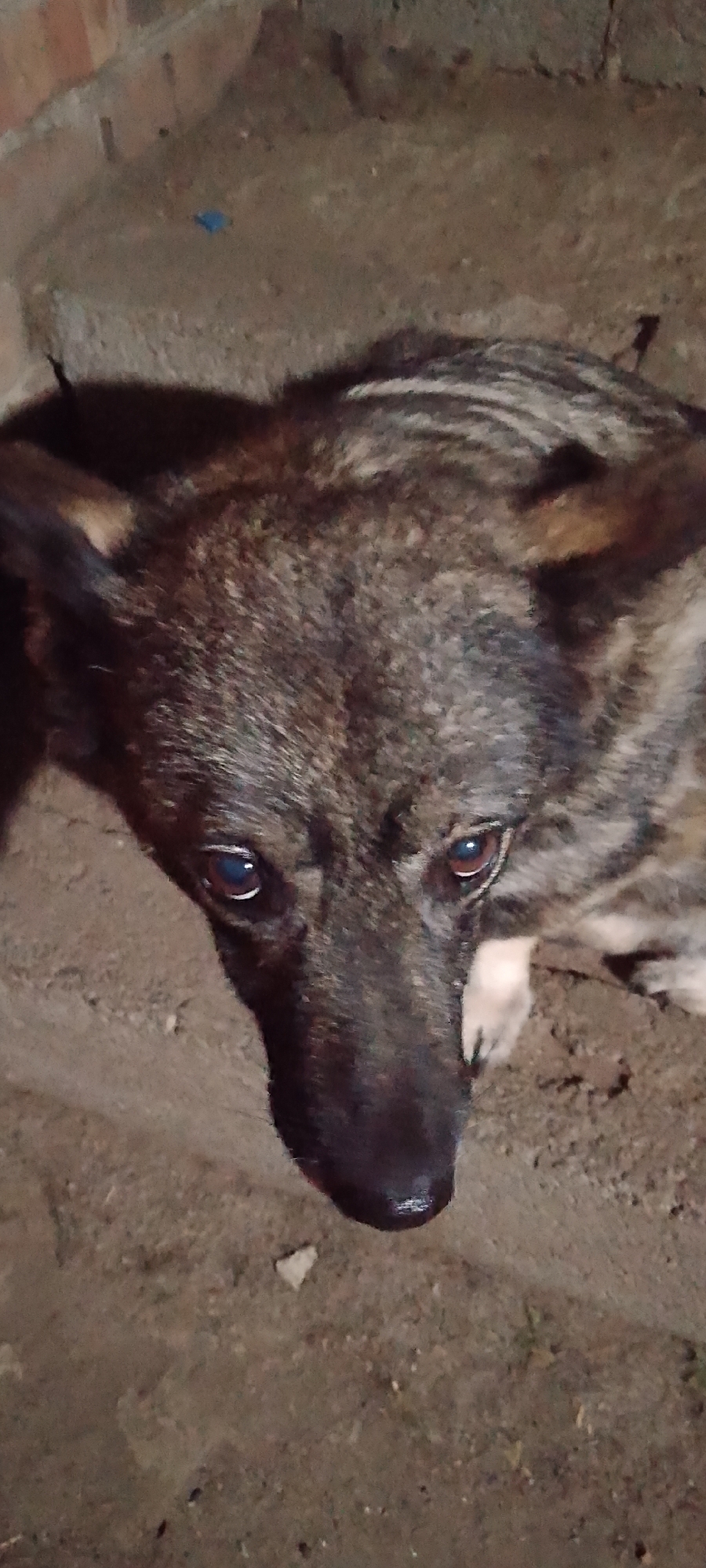 The image shows a close-up, high-angle view of a dog's face. The dog has brindle fur with stripes of dark brown, black, and lighter tan. Its eyes are dark brown and appear to be looking upwards. The dog is positioned on a dirt or sandy surface, with what appears to be a brick wall in the background. The lighting suggests it is either dusk or nighttime, or an indoor dimly lit environment. There is a small piece of blue plastic visible on the ground to the left of the dog. The context of Belgorod, Russia is not evident from the visual information in the image.