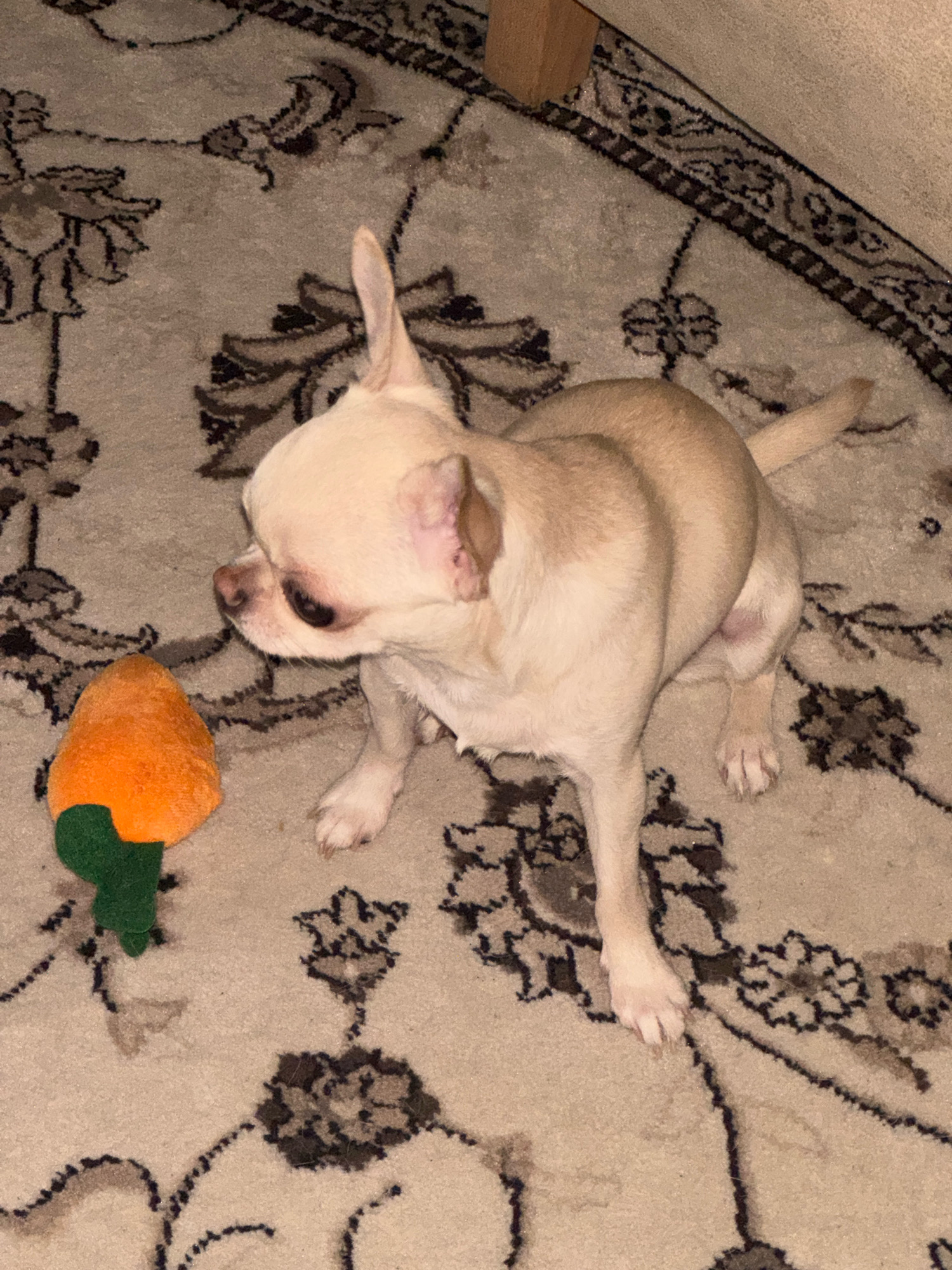 A light-colored Chihuahua dog with prominent ears is positioned on a patterned rug, looking to its left. Next to the dog lies an orange plush toy shaped like a carrot with a green stem. The dog's body is facing towards the right side of the frame, with its head turned left, its eyes focused on the toy. The rug features a repeating floral or paisley-like pattern in dark brown and beige tones. The lighting appears to be artificial, casting soft shadows. The environment suggests an indoor setting, likely a living room. The scene is static, with no discernible action taking place beyond the dog's gaze towards the toy. The dog's tail is slightly raised, and its paws are visible on the rug. No information regarding the location in Novosibirsk, Russia, is present in the image.