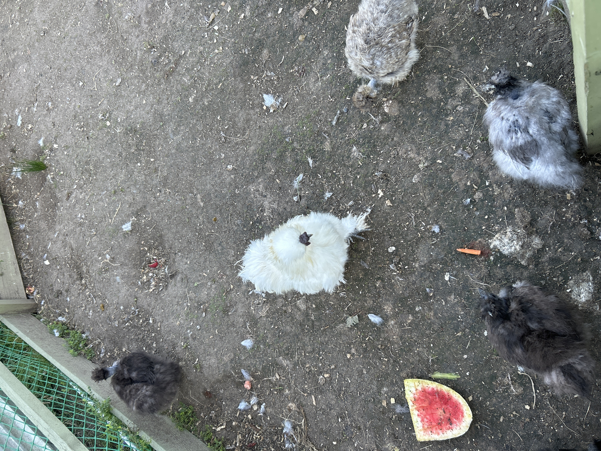 In a dirt enclosure, a group of silky chickens are present. A dark gray chicken is positioned on the left side of the image, near a green fence. In the center, a fluffy white chicken stands out. To the right of the white chicken, a smaller, speckled gray chicken is visible. In the foreground, another dark gray chicken is located near a slice of watermelon and a carrot. A light gray and black speckled chicken is on the right side of the foreground. The ground is covered in dirt, with scattered feathers and debris. The environment suggests an outdoor pen or coop, likely in a rural setting such as Romashkovo, Russia, given the presence of farm animals.