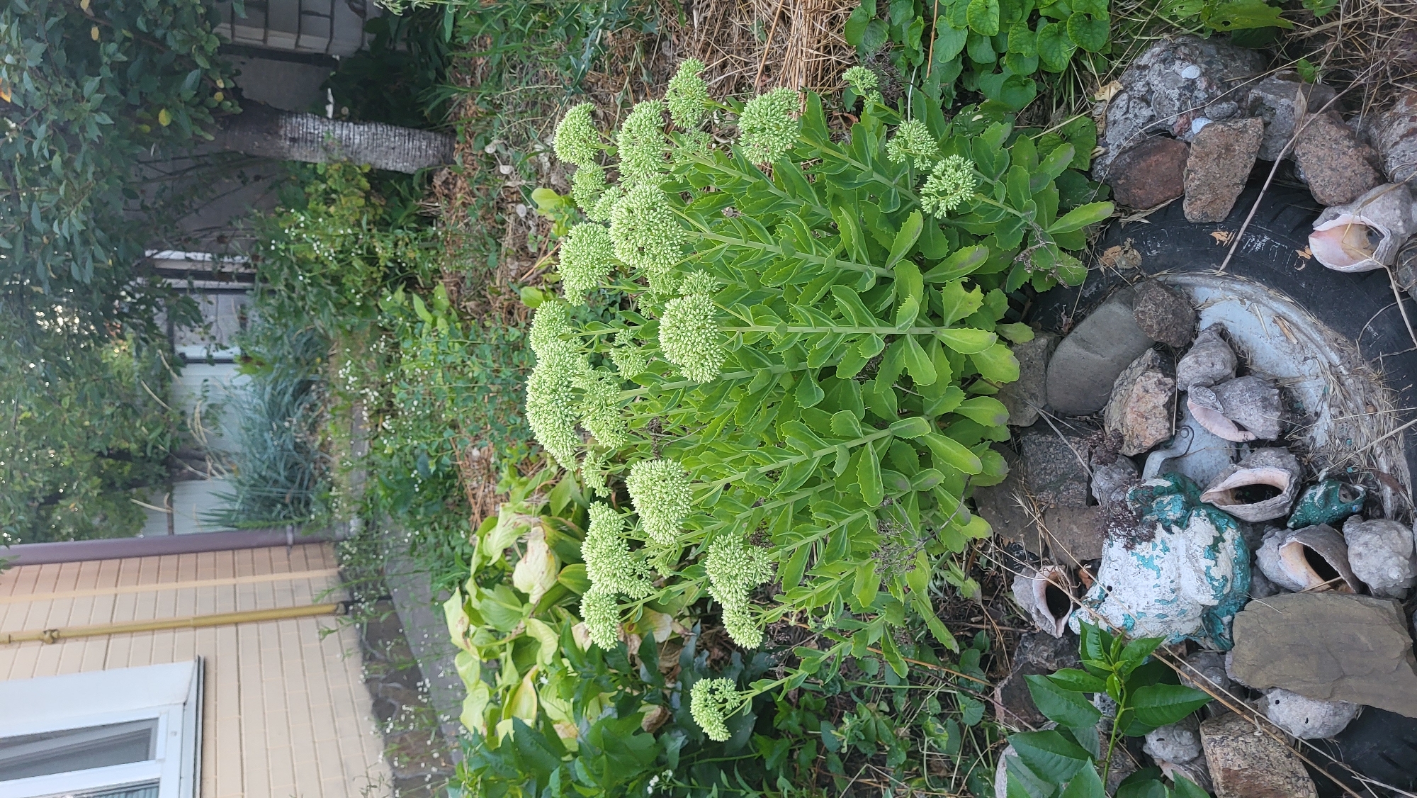 The image shows a garden scene in Smila, Ukraine. In the foreground, a cluster of large, green plants with numerous small, pale green flower buds is prominent. These plants are surrounded by rocks, shells, and a discarded tire. Behind the plants, a light-colored building with a brown downspout is visible to the left. The background features more vegetation, including trees and a wooden fence, suggesting a residential or overgrown area. The overall impression is one of a somewhat unkempt, naturalized garden space within a Ukrainian city.