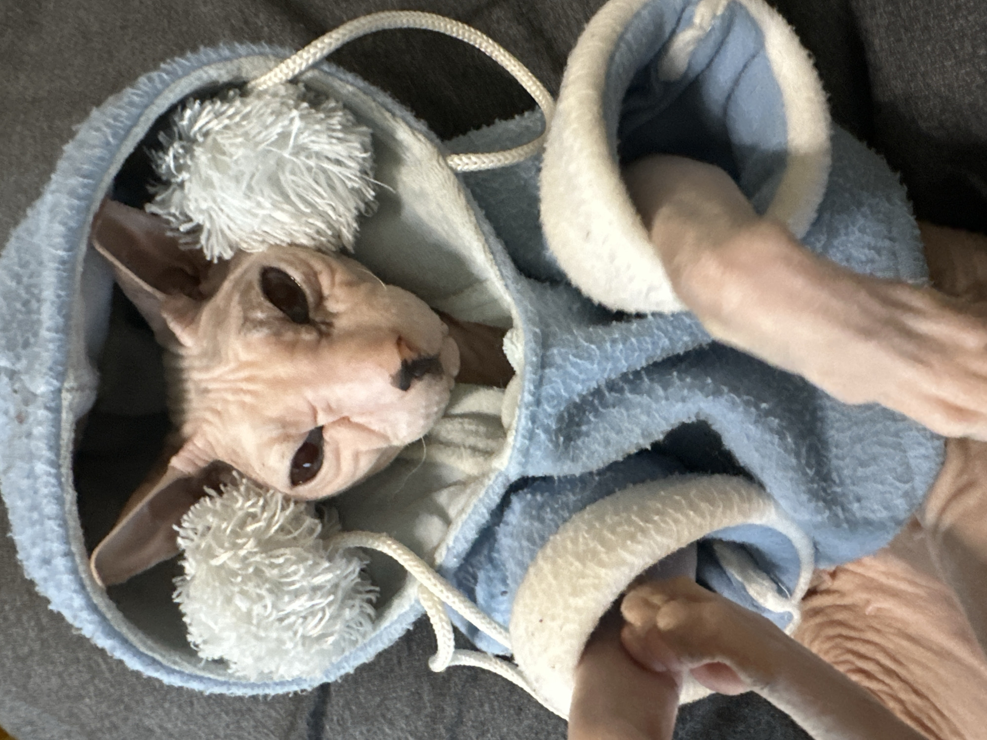 The image shows a Sphynx cat wearing a blue hooded jacket with white trim and pom-poms. The cat's face is visible, with large, dark eyes and prominent ears. Its pink skin is exposed, and its paws are also visible. The cat appears to be sitting on a gray surface, possibly a couch or blanket. A human hand is visible on the left side of the image, interacting with the cat's jacket. The overall scene is a close-up shot of the cat and its attire, with no discernible elements indicating a specific location in Togliatti, Russia.