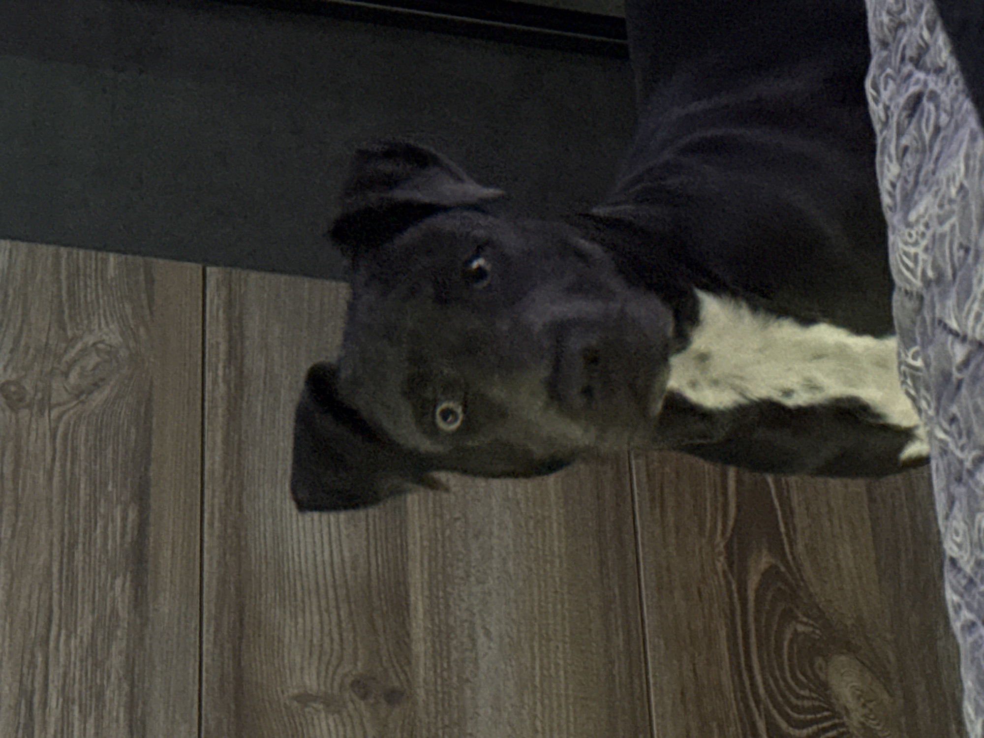 A black and white dog is positioned on a gray wooden surface, possibly a floor. The dog's head is tilted towards the viewer. Part of what appears to be a bed or blanket is visible to the right of the dog. There is no indication of the location being Varna, Bulgaria.