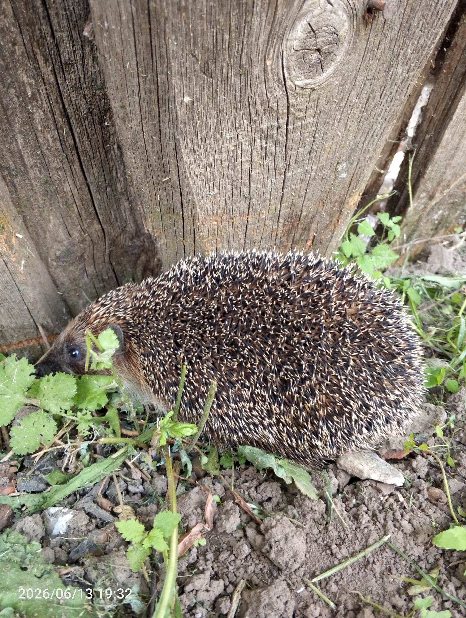 A hedgehog is pictured in a close-up, horizontal shot, resting near the base of a weathered wooden fence. The hedgehog, with its characteristic spiny coat of brown and white, is partially obscured by green foliage and lies on a patch of dry earth mixed with small stones and twigs. The background consists of the rough texture of the wooden fence. The image appears to have been taken outdoors.