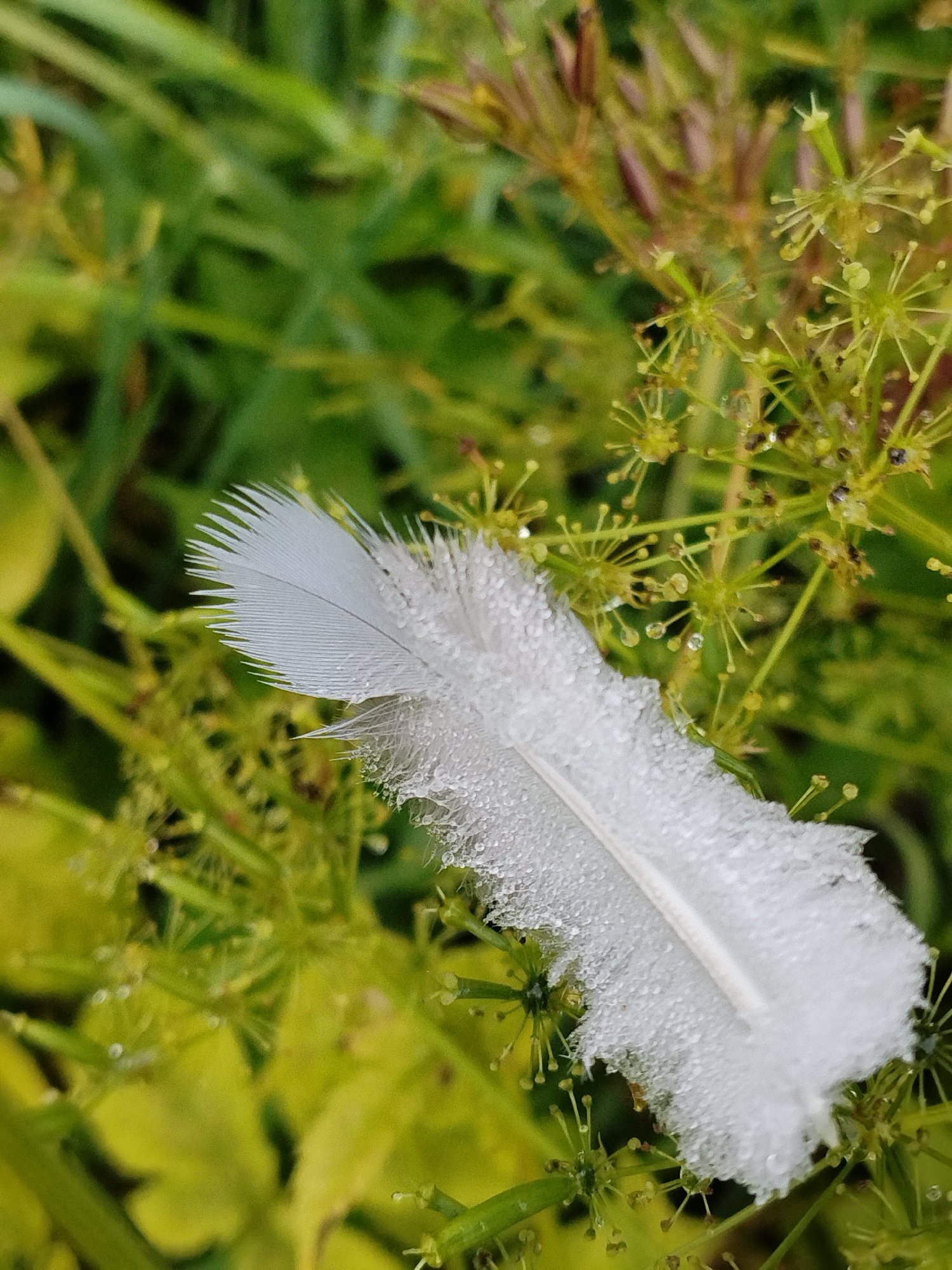 The image is a close-up, macro shot of a single white feather resting on a cluster of delicate, star-shaped green plants with water droplets. The feather is partially covered in dew or moisture, which glitters on its barbs. The background consists of blurred green foliage, suggesting an outdoor natural setting. The image was taken in Bialynichy, Belarus.