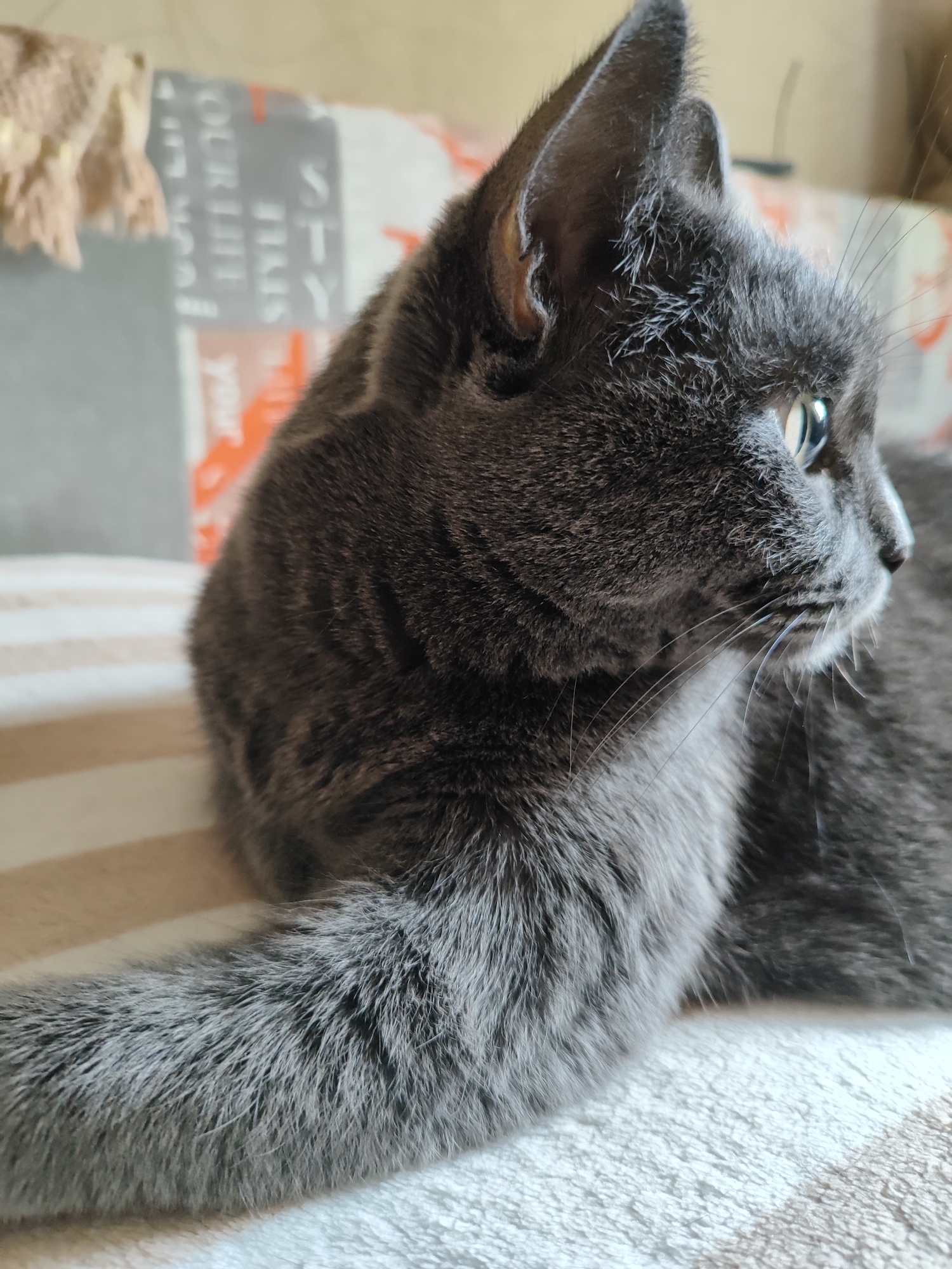 The image is a close-up, side-profile shot of a grey cat resting on a striped surface, likely a blanket or bed. The cat's fur is short and dense, with subtle variations in shade. Its eye, a bright green, is visible, and its whiskers are long and prominent. The background is slightly blurred, showing hints of a patterned fabric with text, suggesting an indoor setting. There is no discernible information in the image to indicate the location within the city of Pavlodar, Kazakhstan.