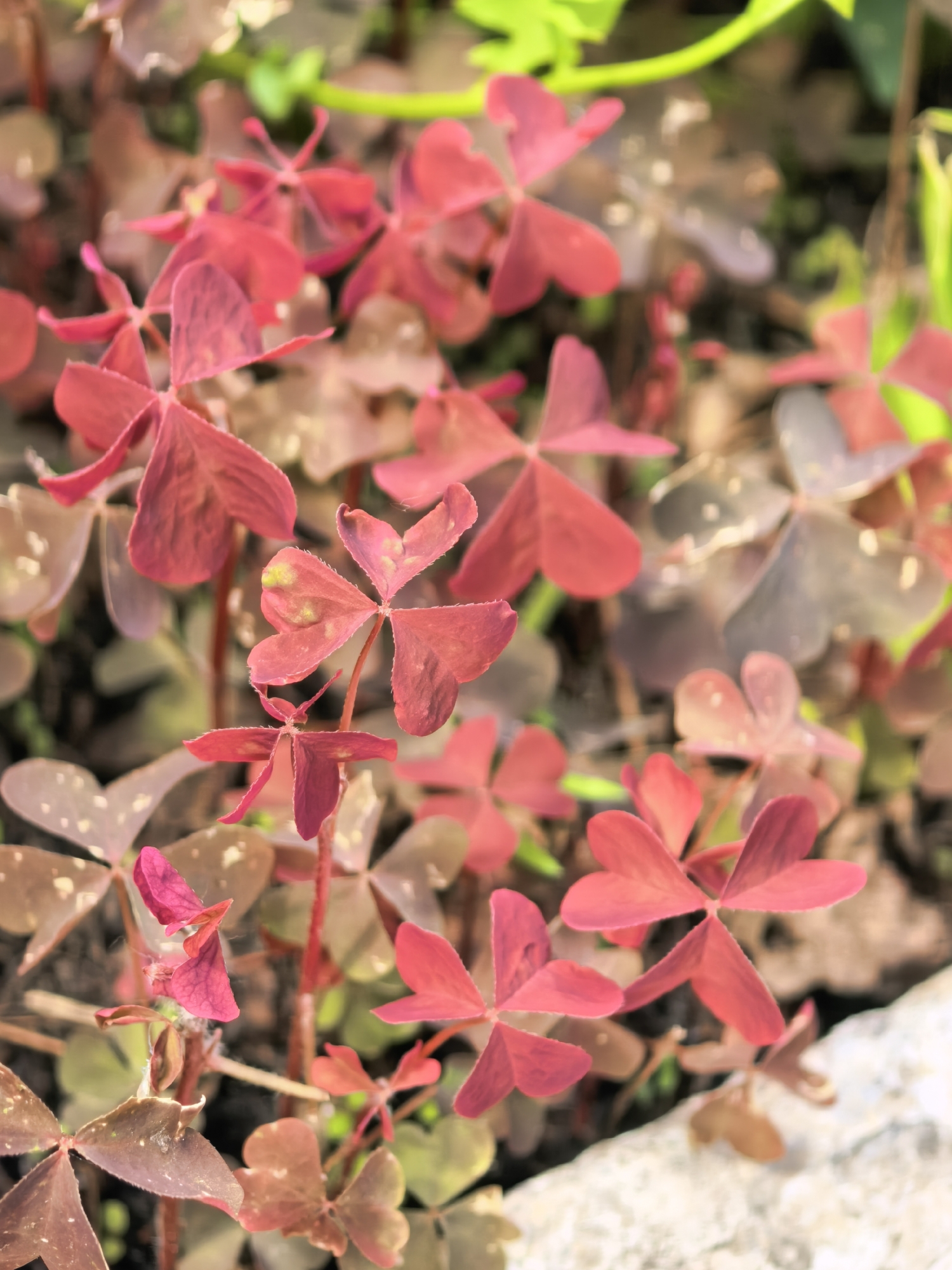 The image shows a close-up view of a patch of red shamrock plants, likely Oxalis triangularis. The plants have three heart-shaped leaflets each, with a deep reddish-purple hue. Some leaflets are tinged with green and have lighter specks. The plants are growing in a natural setting, possibly a garden bed, with hints of green foliage and a light-colored stone in the lower right corner. There are no people or animals visible. The image is a still photograph. The location in Sterlitamak, Russia, is not discernible from the image itself.
