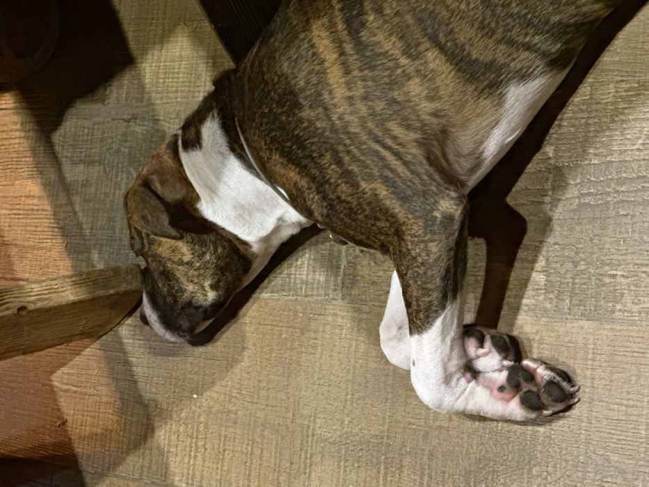 A brindle and white dog is depicted lying on its left side on a light-colored, plank-style wooden floor indoors. The animal is in a resting or sleeping posture, with its head turned to the upper left. It possesses a dark brindle coat with prominent white markings on its chest, neck, and paws. A thin, light-colored collar is visible around its neck. The dog's left front paw is visible, bent, revealing pinkish paw pads and black claws. Strong shadows are cast from the upper left, including the shadow of a robust, light-brown wooden furniture leg (e.g., table or chair leg) that is partially visible in the upper left quadrant of the frame and extends over the dog's head. The scene is located in Базарово, Russia.