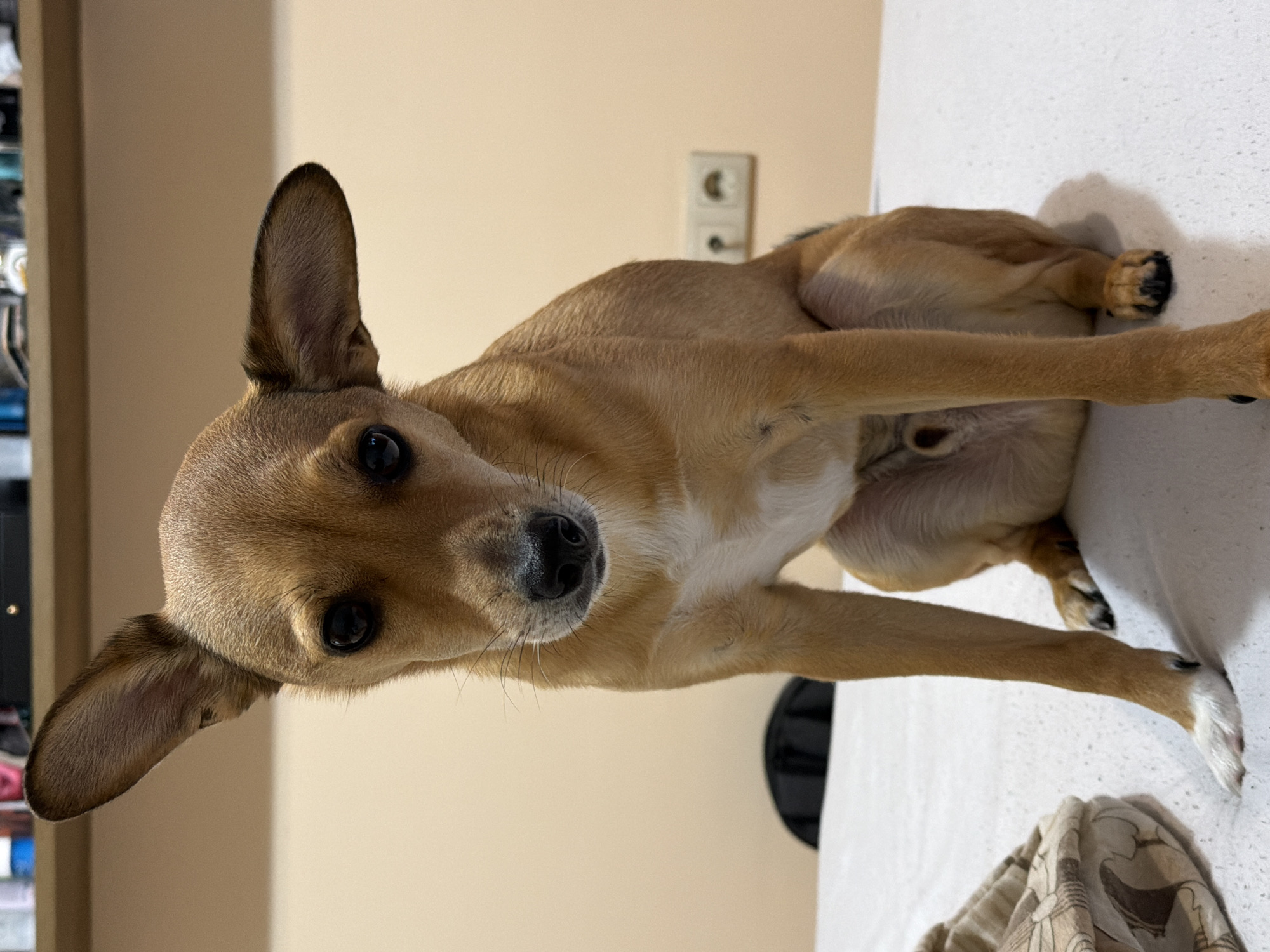 A light brown, short-haired dog with large, pointed ears and dark eyes is sitting on a white surface, likely a bed or sofa. The dog is facing the camera, with its head tilted slightly. Its body is turned to the side, with its hind legs tucked underneath. A patterned cloth is visible to the left of the dog. The background is a plain, light-colored wall with two electrical outlets. The scene appears to be indoors. There is no information in the image to suggest it is located in Plovdiv, Bulgaria.