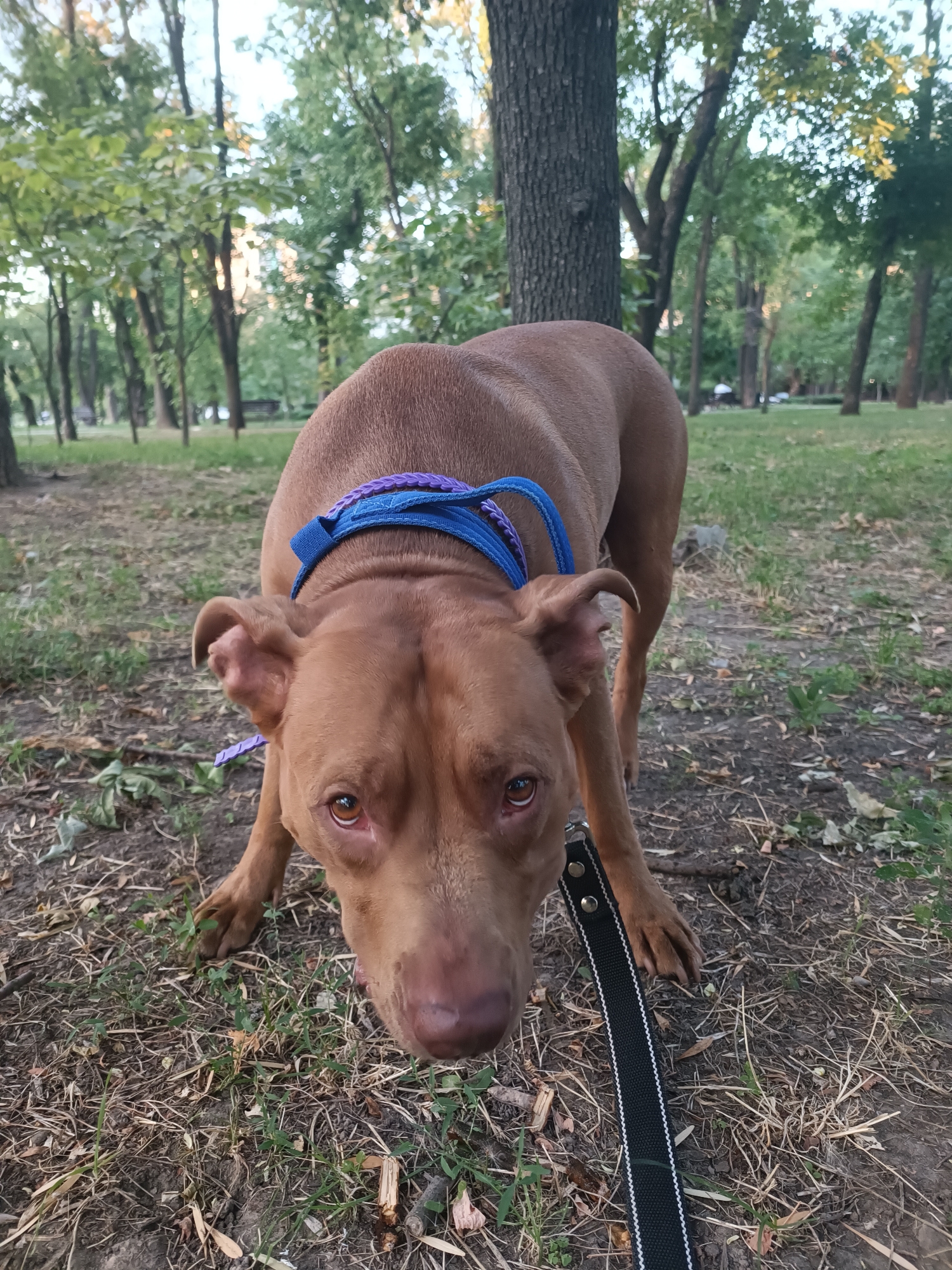 A medium shot shows a brown pit bull type dog looking down at the camera in a park. The dog has a blue and purple braided leash around its neck and a black leash in its mouth. The dog is standing on dry grass and dirt with fallen leaves. In the background, there are several trees with green leaves and a blurred background of more trees and grass, suggesting an outdoor park setting in the city of Zaporizhzhia, Ukraine. The lighting suggests it is either early morning or late afternoon.
