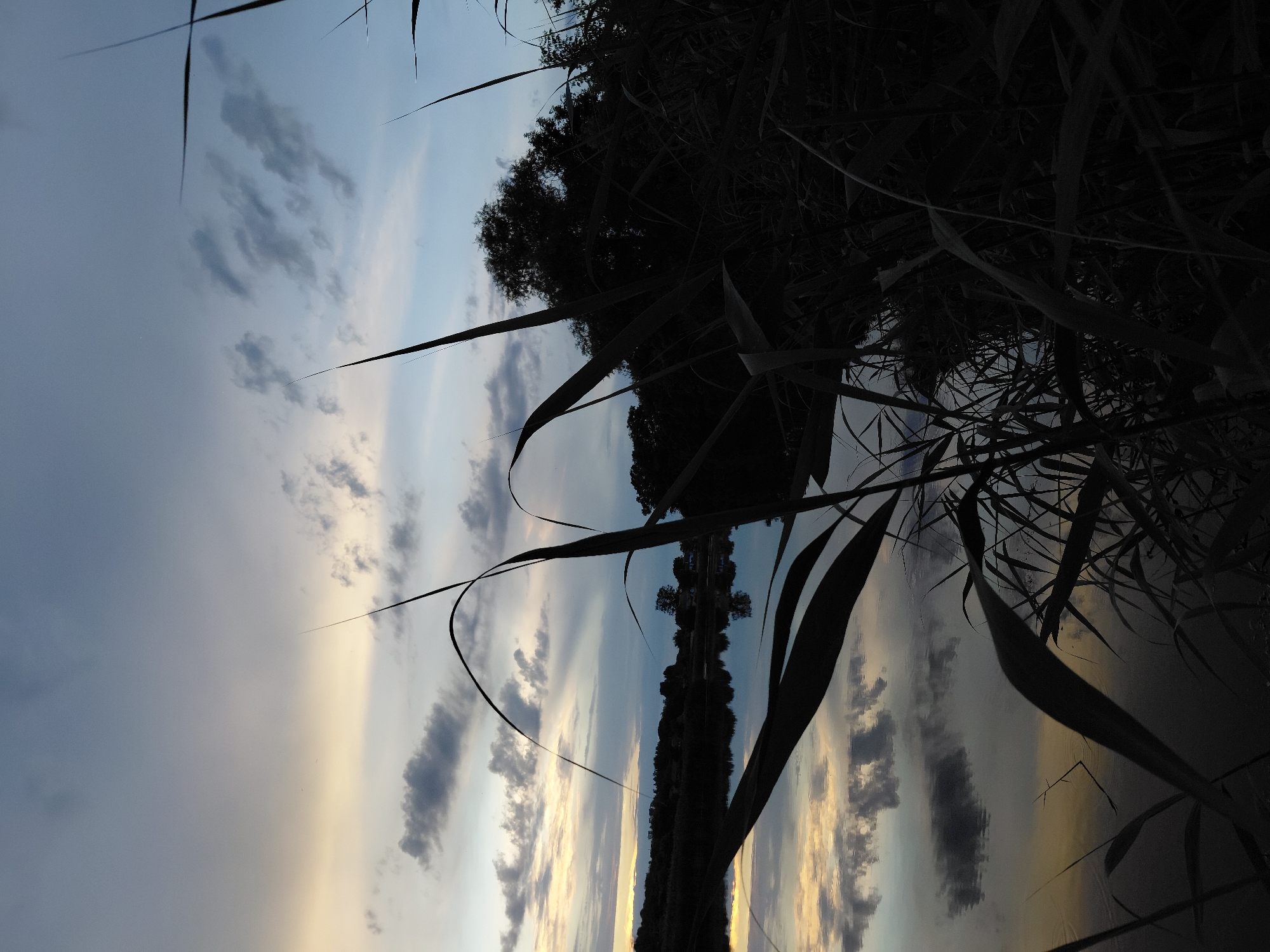 This media file captures a serene natural scene, likely at dusk or dawn, given the soft, diffused lighting and the presence of dramatic clouds reflecting in the water. The foreground is dominated by dark, silhouetted reeds and tall grasses, creating a sense of depth and framing the view.
The main subject is a body of water, which perfectly mirrors the sky and the treeline on the opposite bank. The sky is a canvas of blues, grays, and soft yellows, indicating either the rising or setting sun. Scattered clouds add texture and visual interest to the sky and its reflection. Across the water, a dense line of trees forms a dark silhouette against the lighter sky, suggesting a natural, undeveloped landscape.
There are no visible people or man-made objects, reinforcing the feeling of a tranquil, natural setting. The overall mood evoked is one of peacefulness and natural beauty. The image appears to be taken from a low vantage point, possibly from the edge of the water or a low-lying bank, looking out across the expanse. The time of day is most likely around sunset or sunrise due to the atmospheric lighting and the colors in the sky and its reflection. The reeds in the foreground suggest a wetland or lakeside environment. The image is oriented vertically, with the horizon running horizontally across the middle, creating a balanced composition of sky and water. The lack of any visible text means no information can be gleaned from that source.